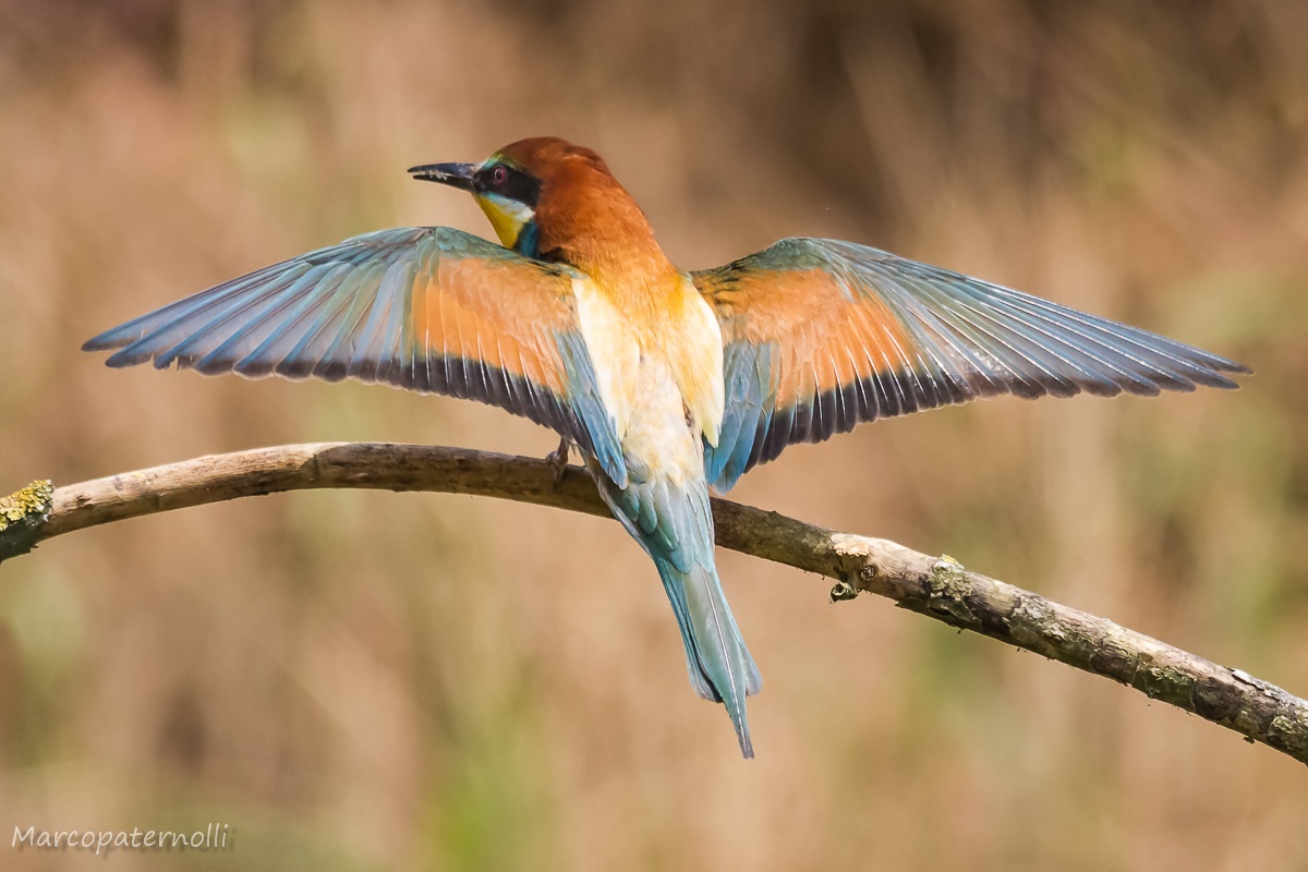 bee-eater on display