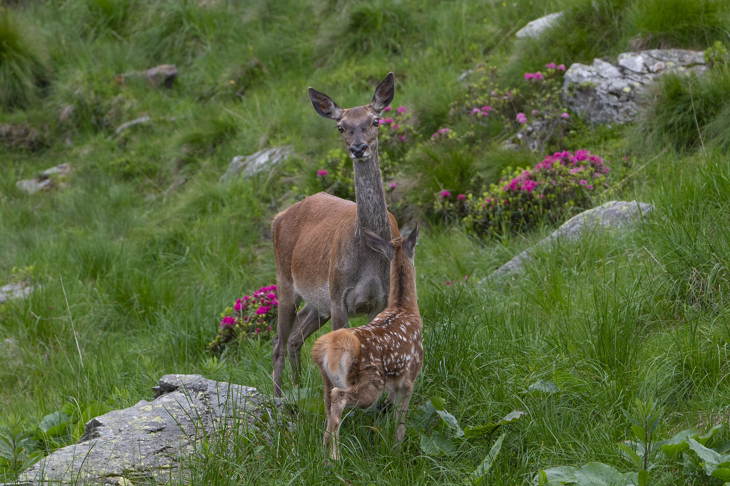 Doe with her baby