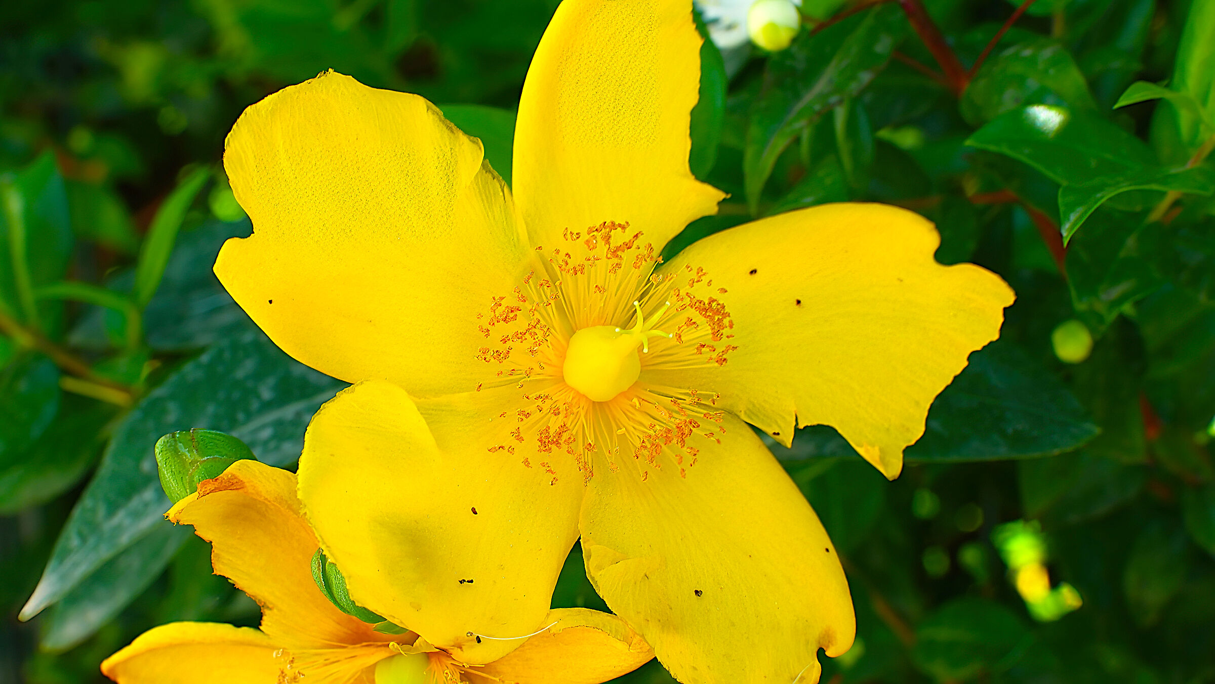 Hypericum