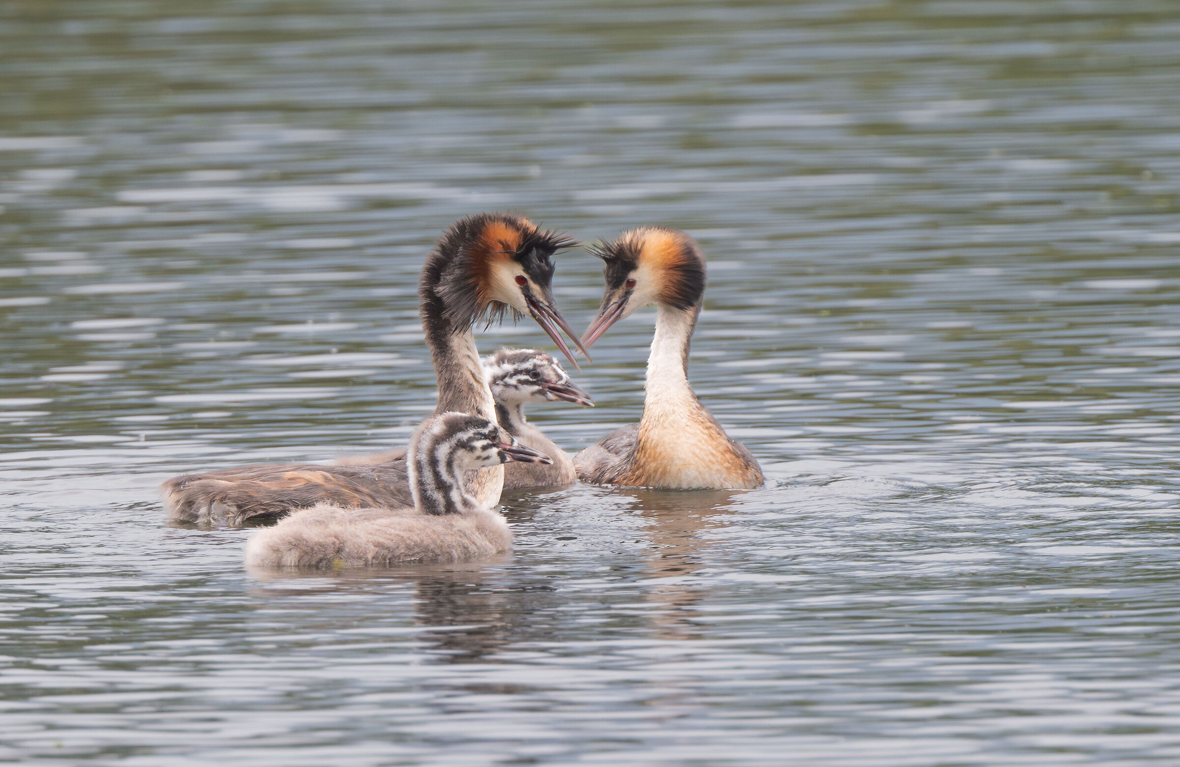 grebes