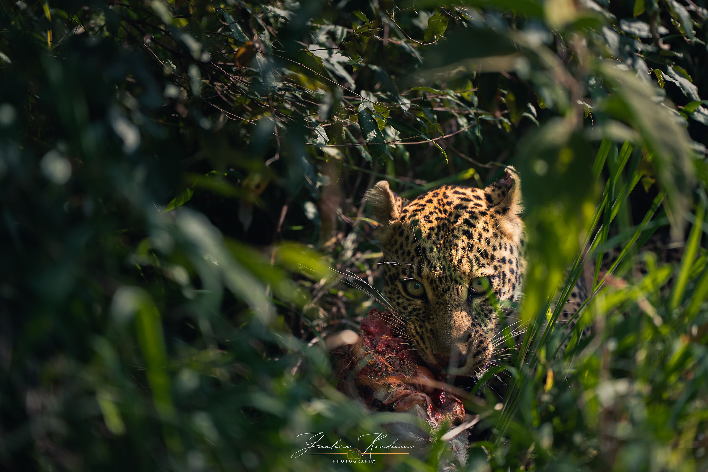 Giovane leopardo al Mara