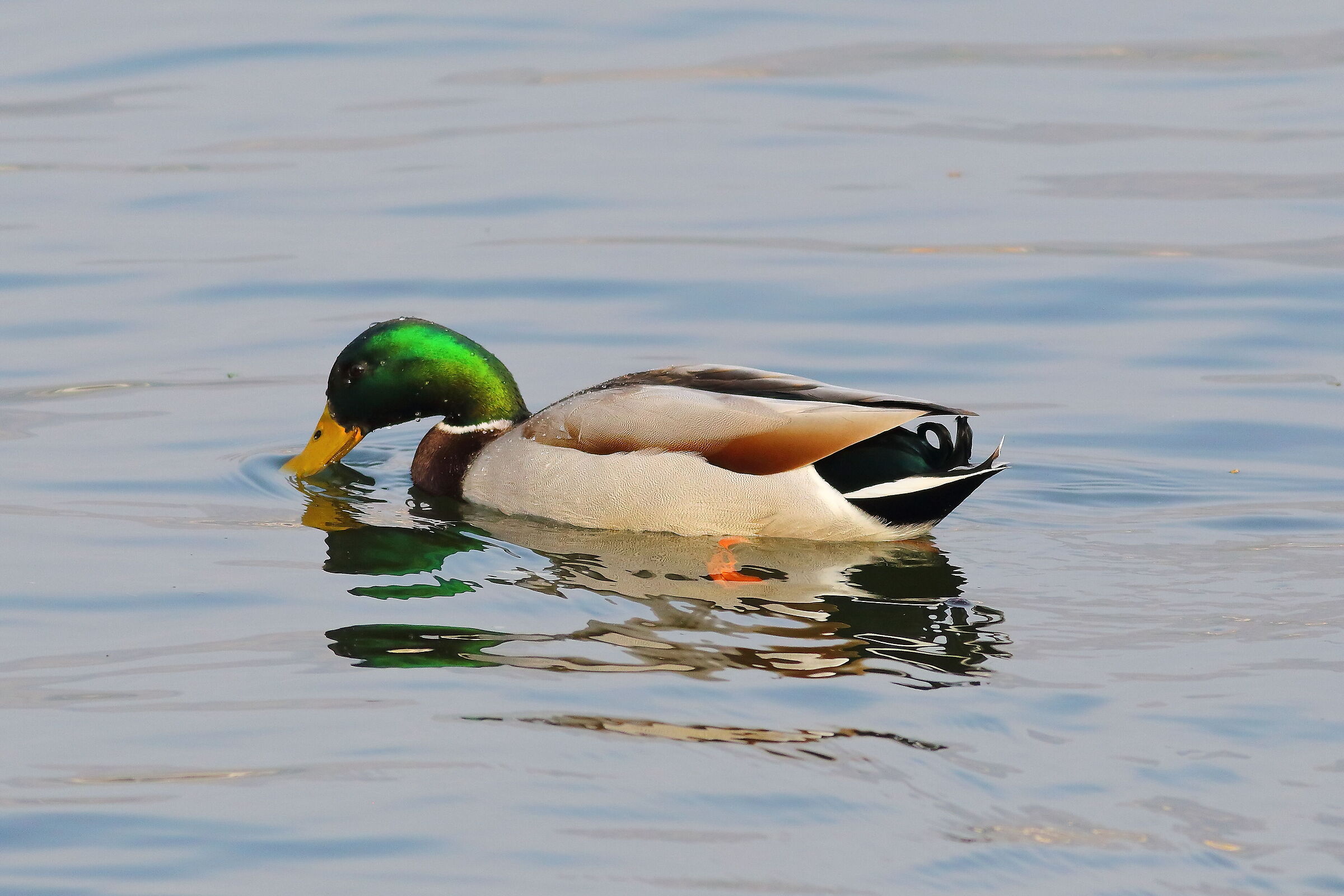 Germano R M 22 marzo 2024 - 7183