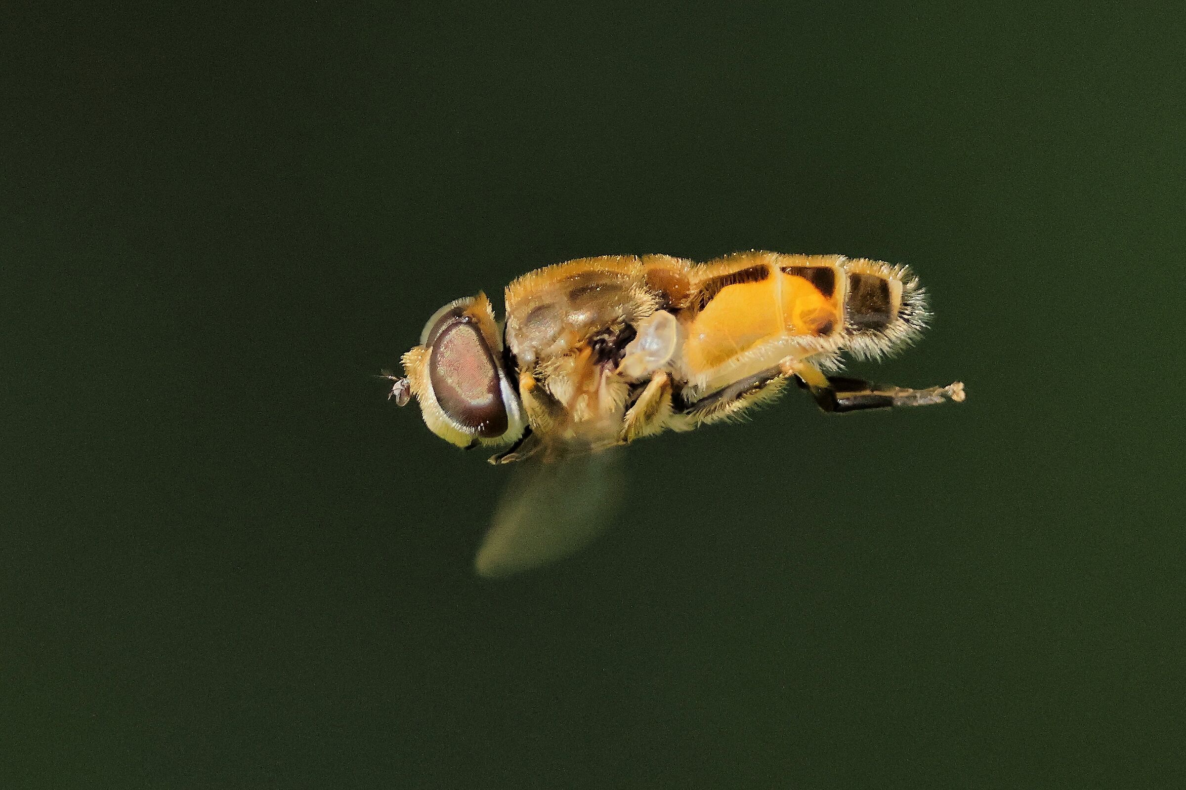 On the fly