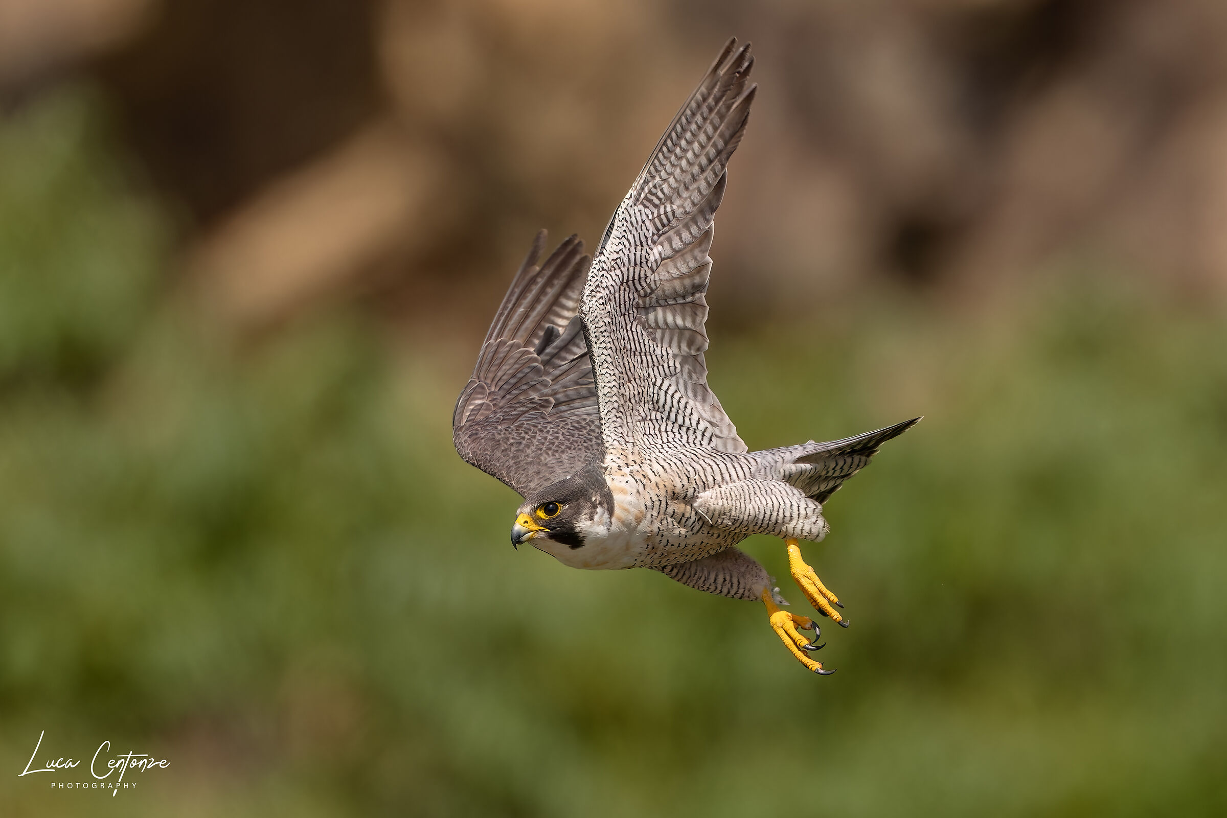 Female Peregrine Falcon