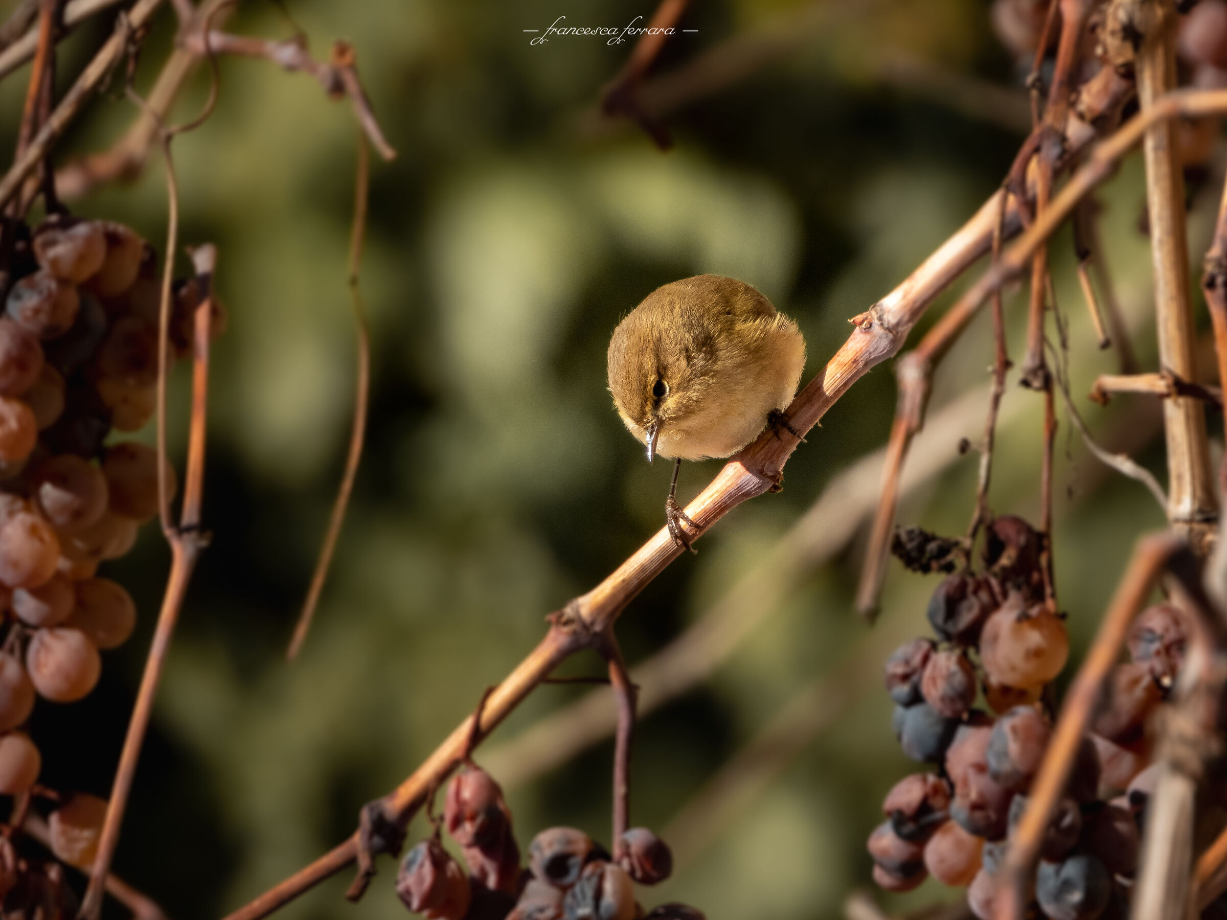 Luì Piccolo (Phylloscopus Collybita)_2