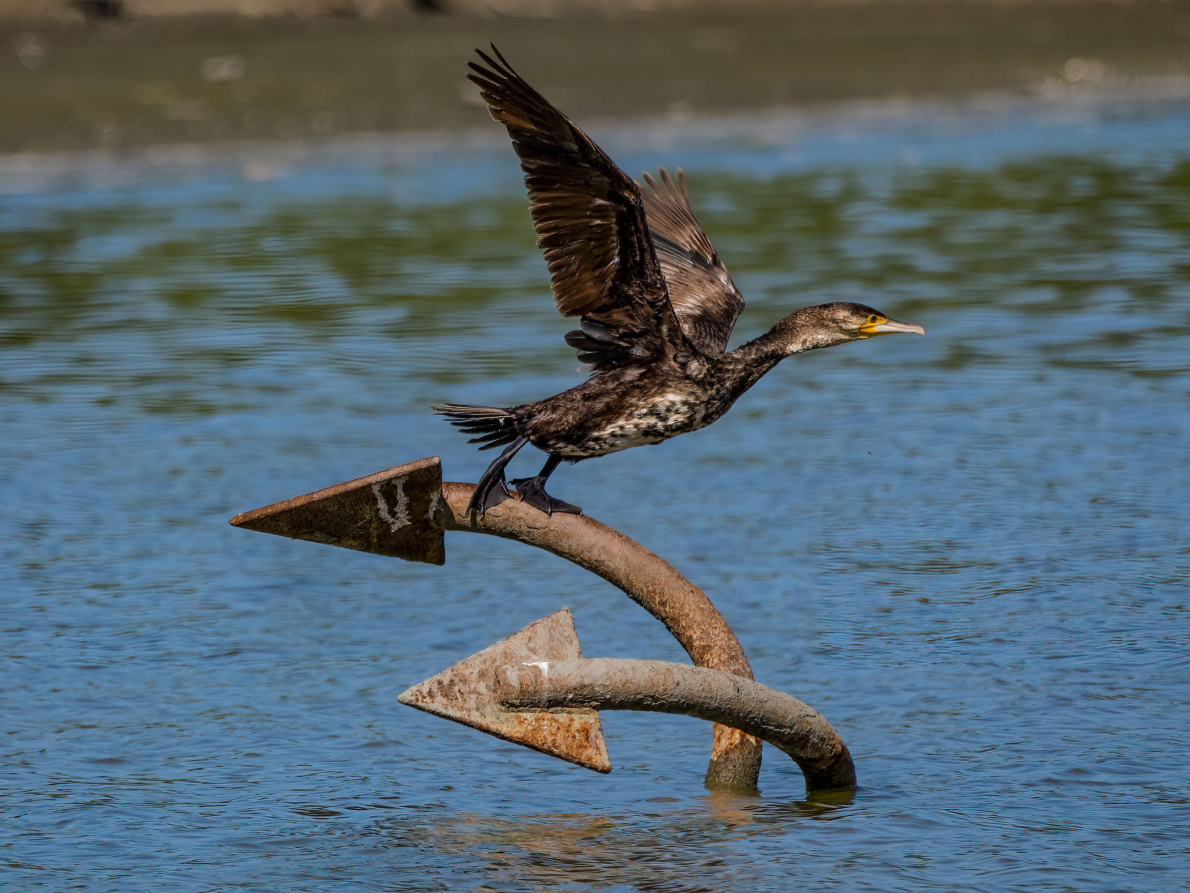 Cormorant