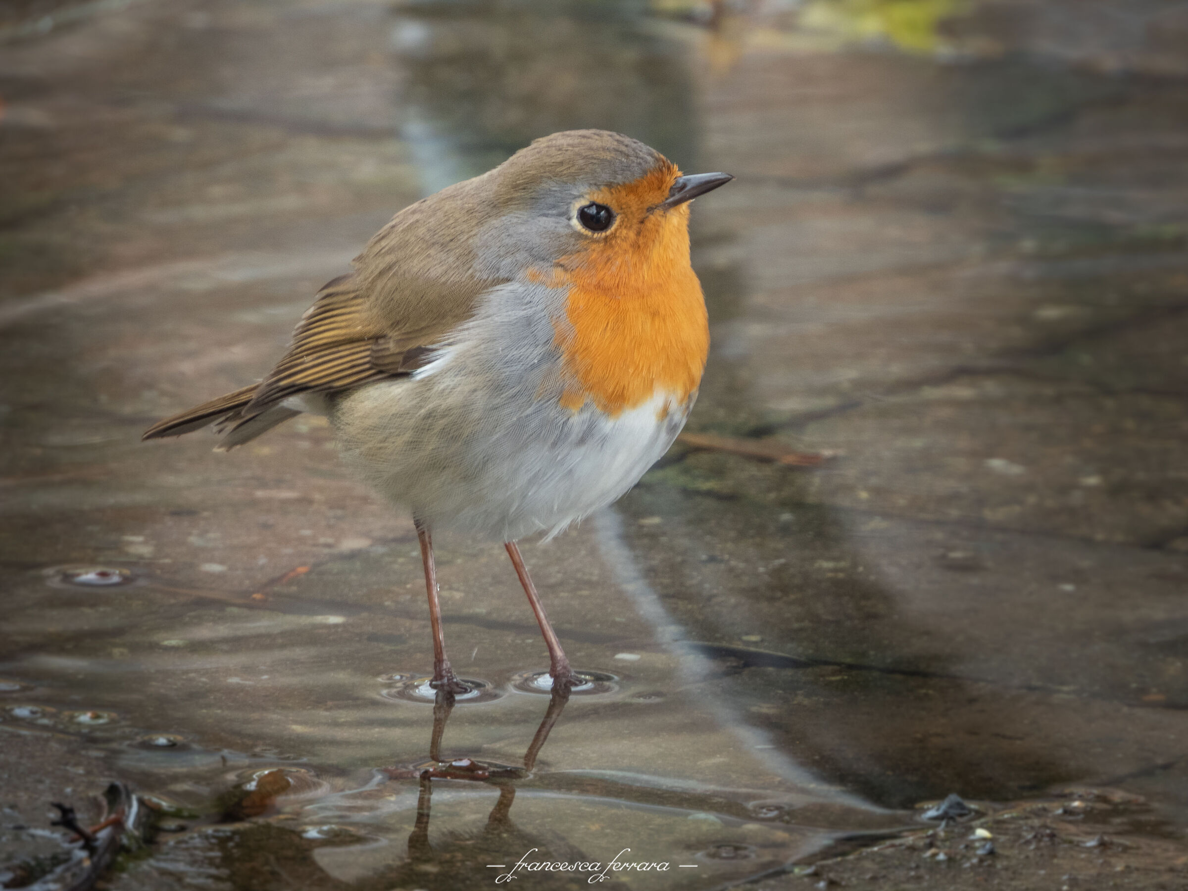 Pettirosso (Erithacus Rubecola)_17