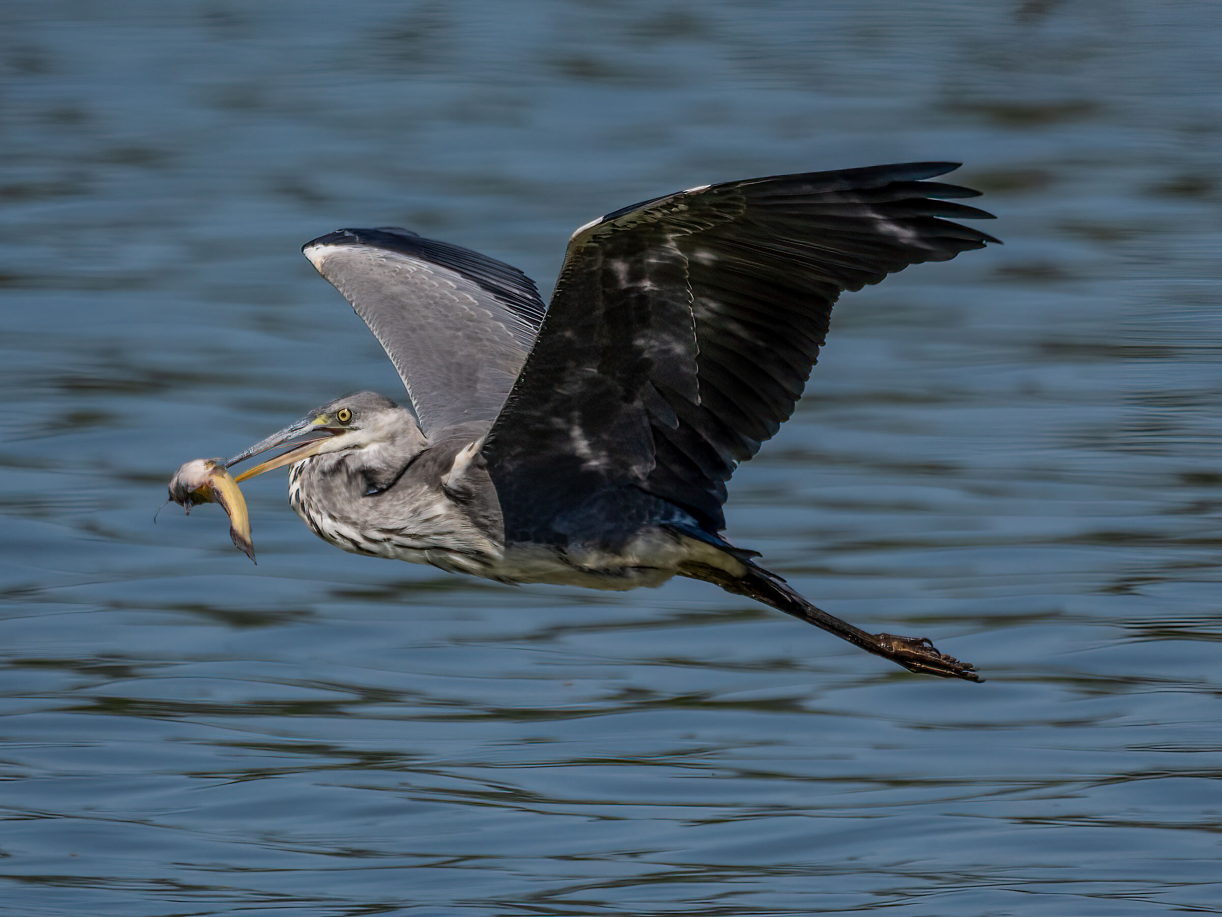 Heron