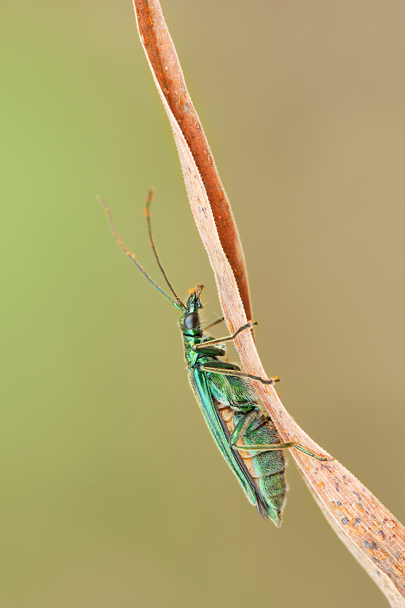 Oedemera nobilis femmina