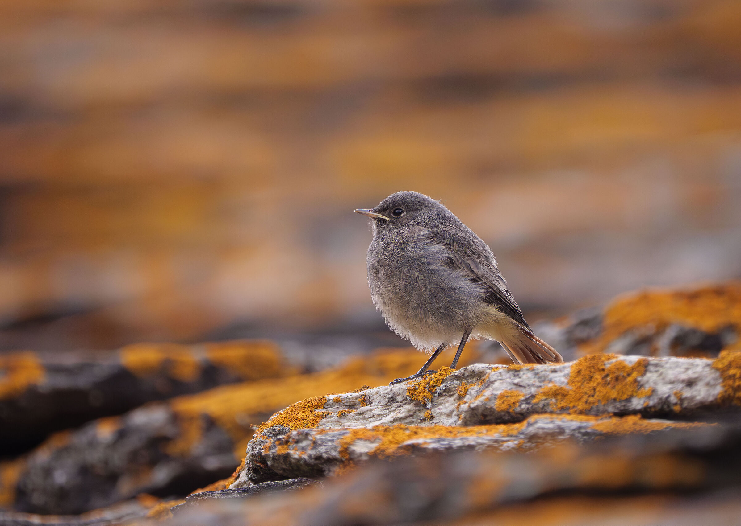 Giovane codirosso spazzacamino.