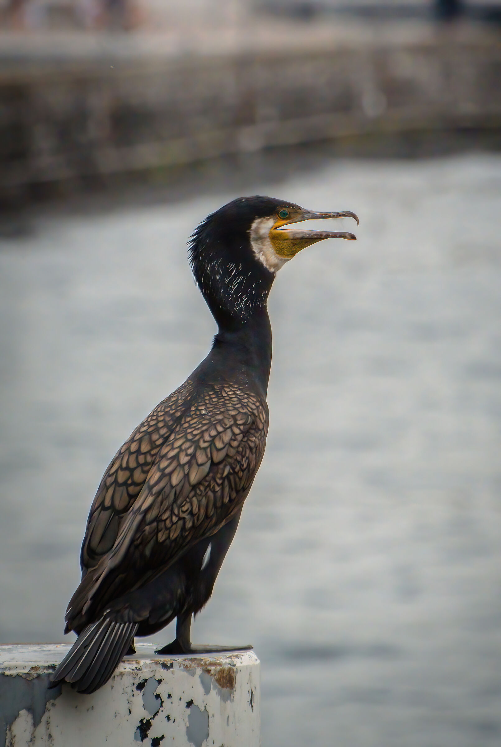 Cormorano