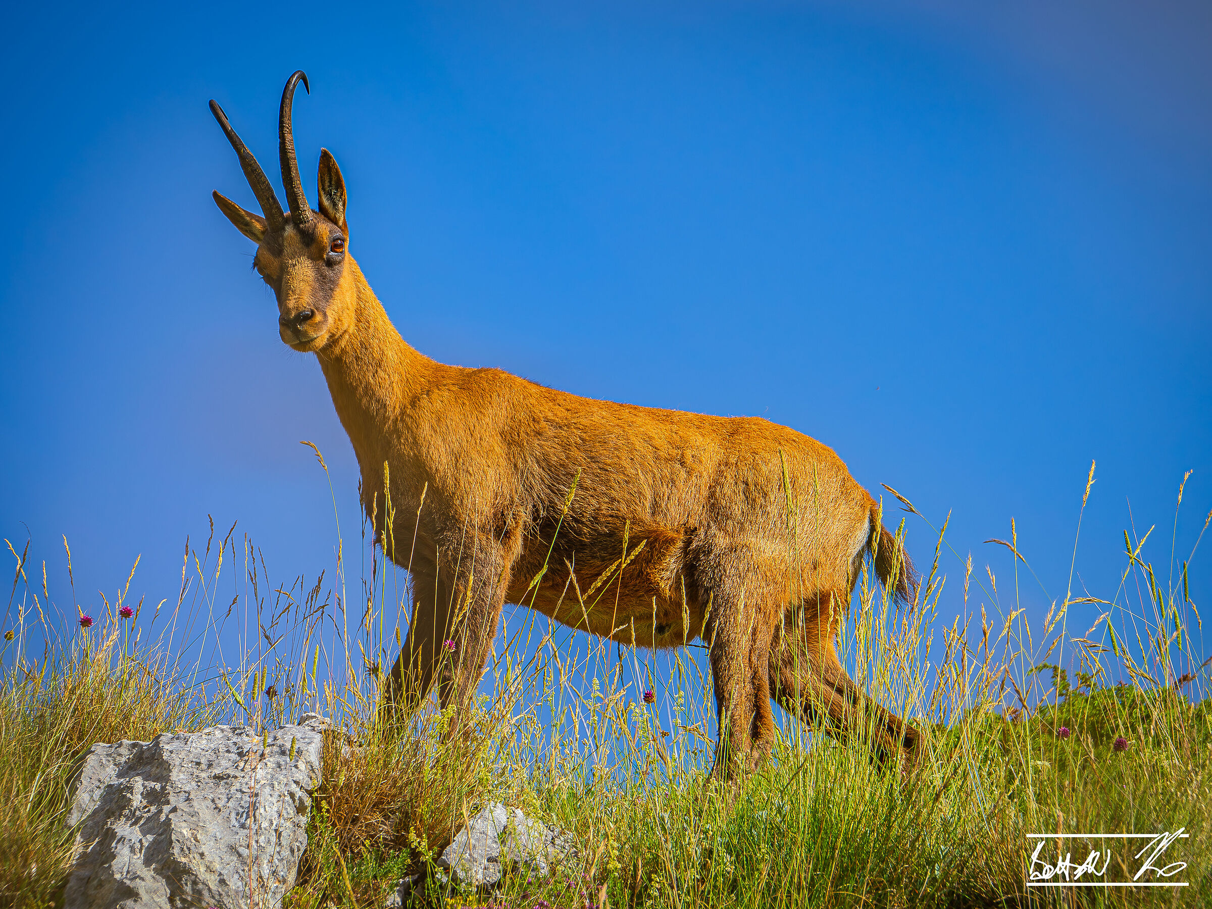 Chamois of Monte Amaro_1