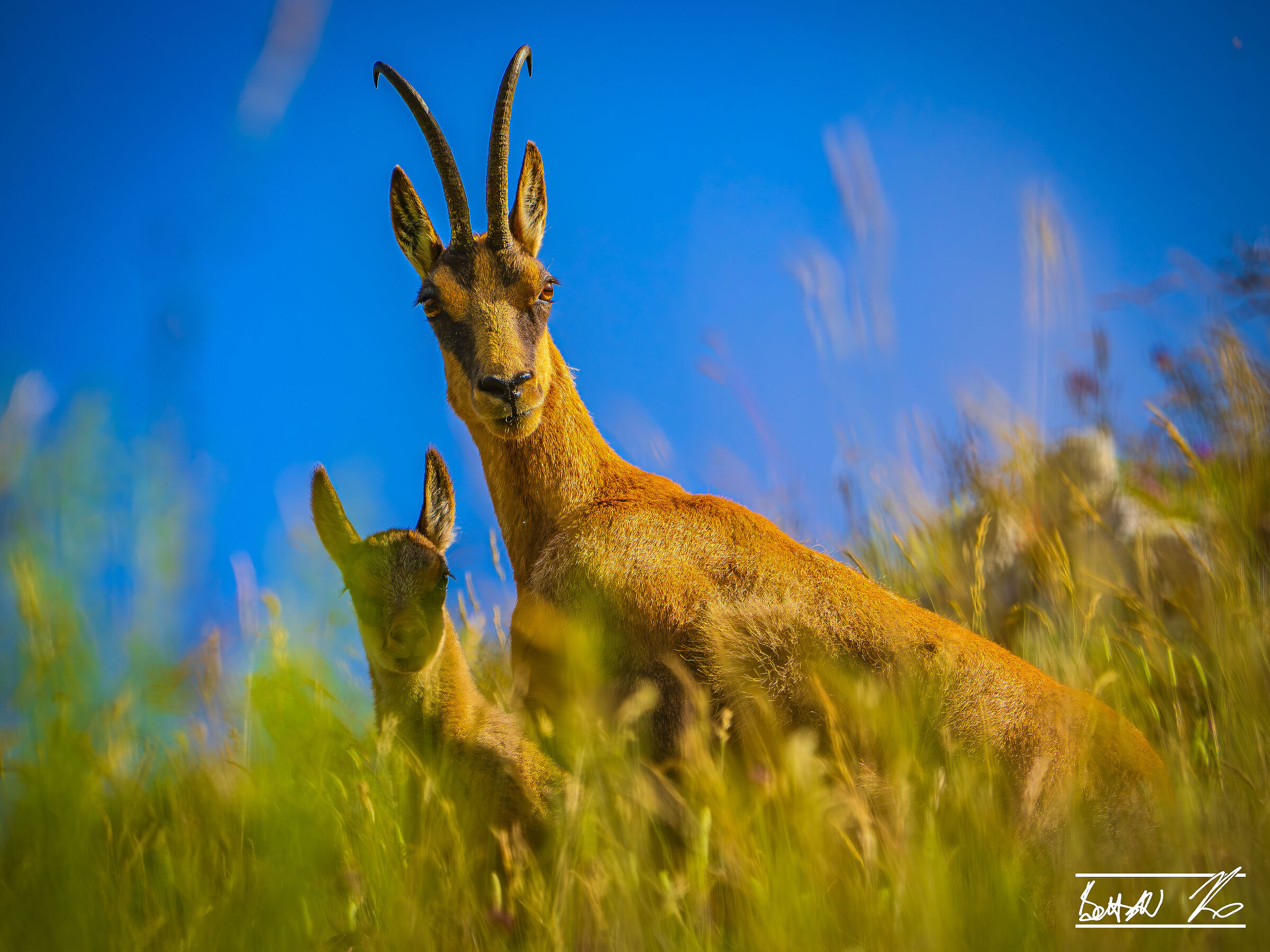 Chamois of Monte Amaro_2