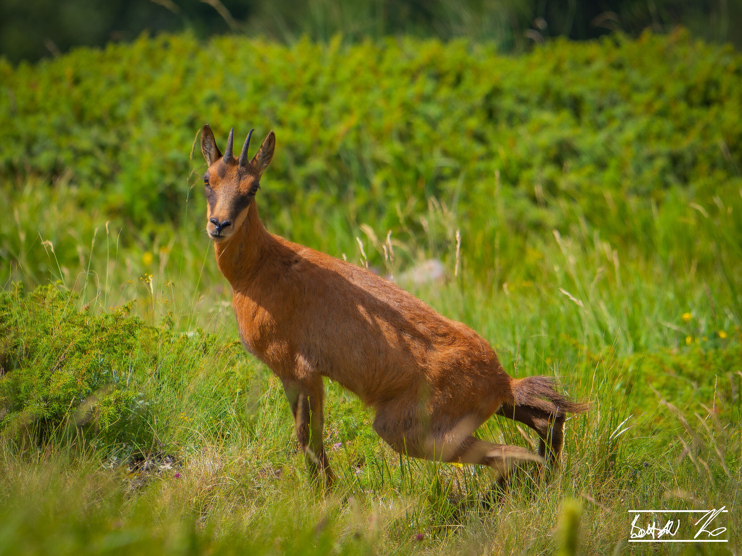Chamois of Monte Amaro_3