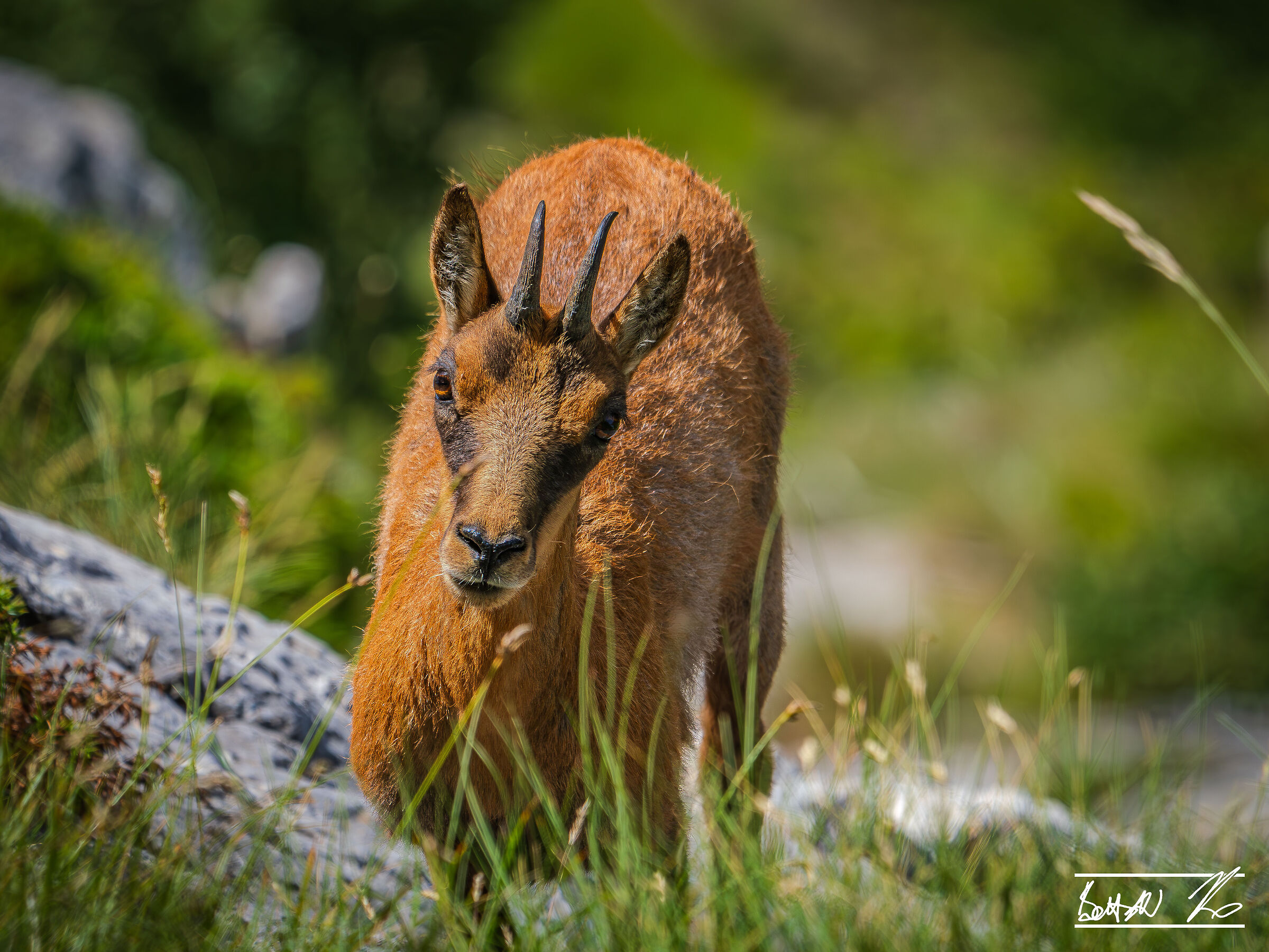 Chamois of Monte Amaro_5