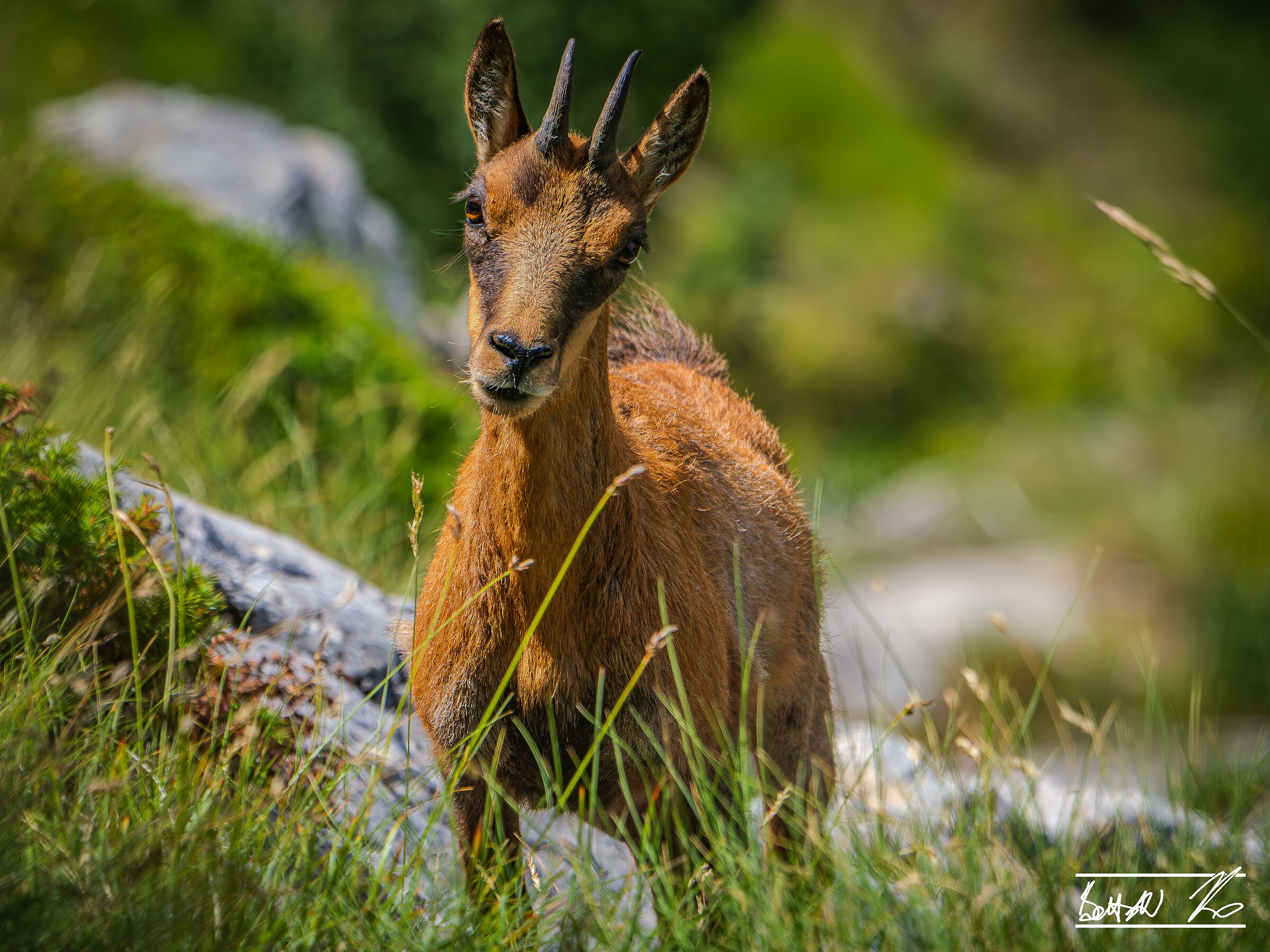 Chamois of Monte Amaro_6