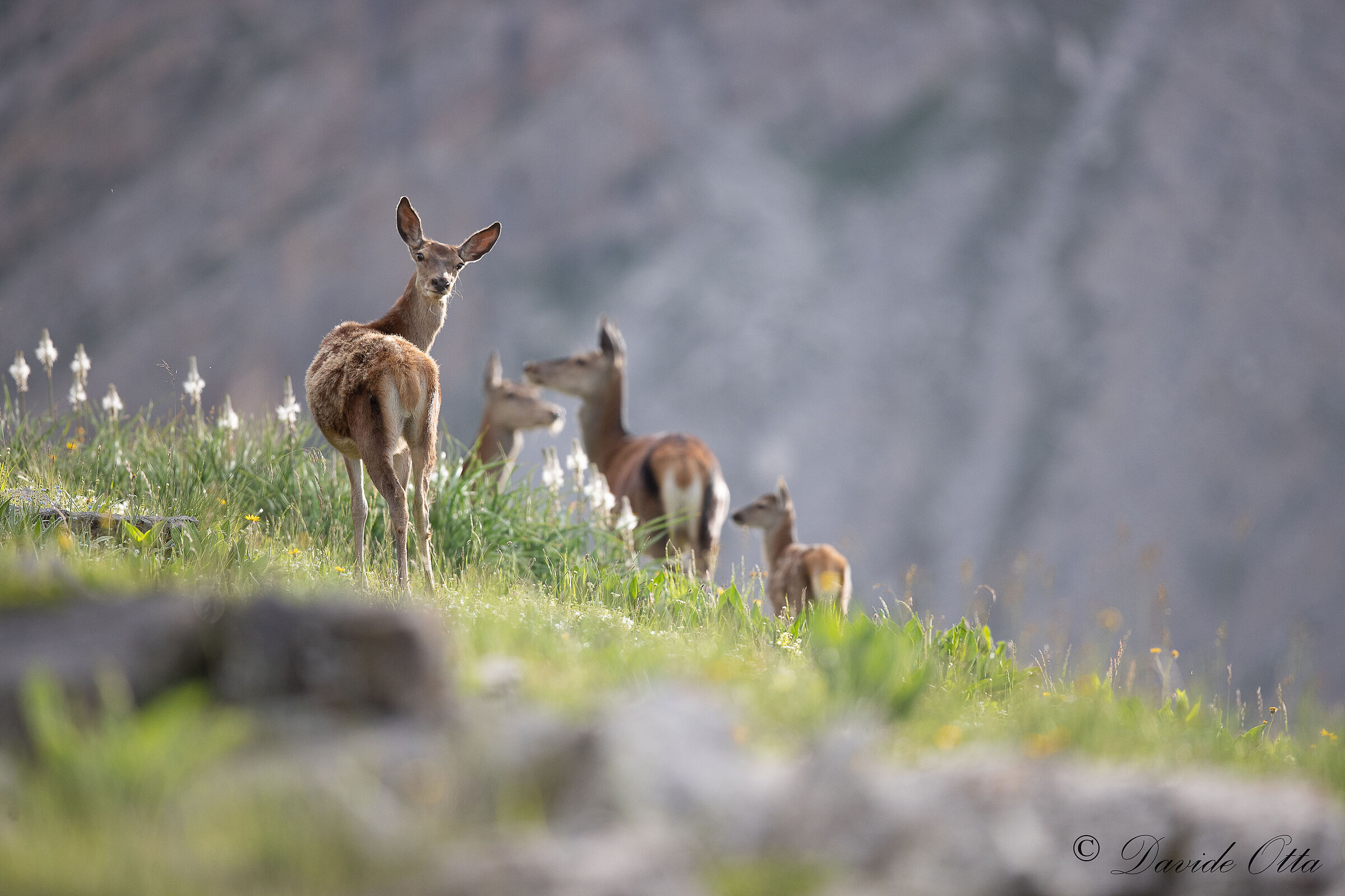 High-altitude grasslands
