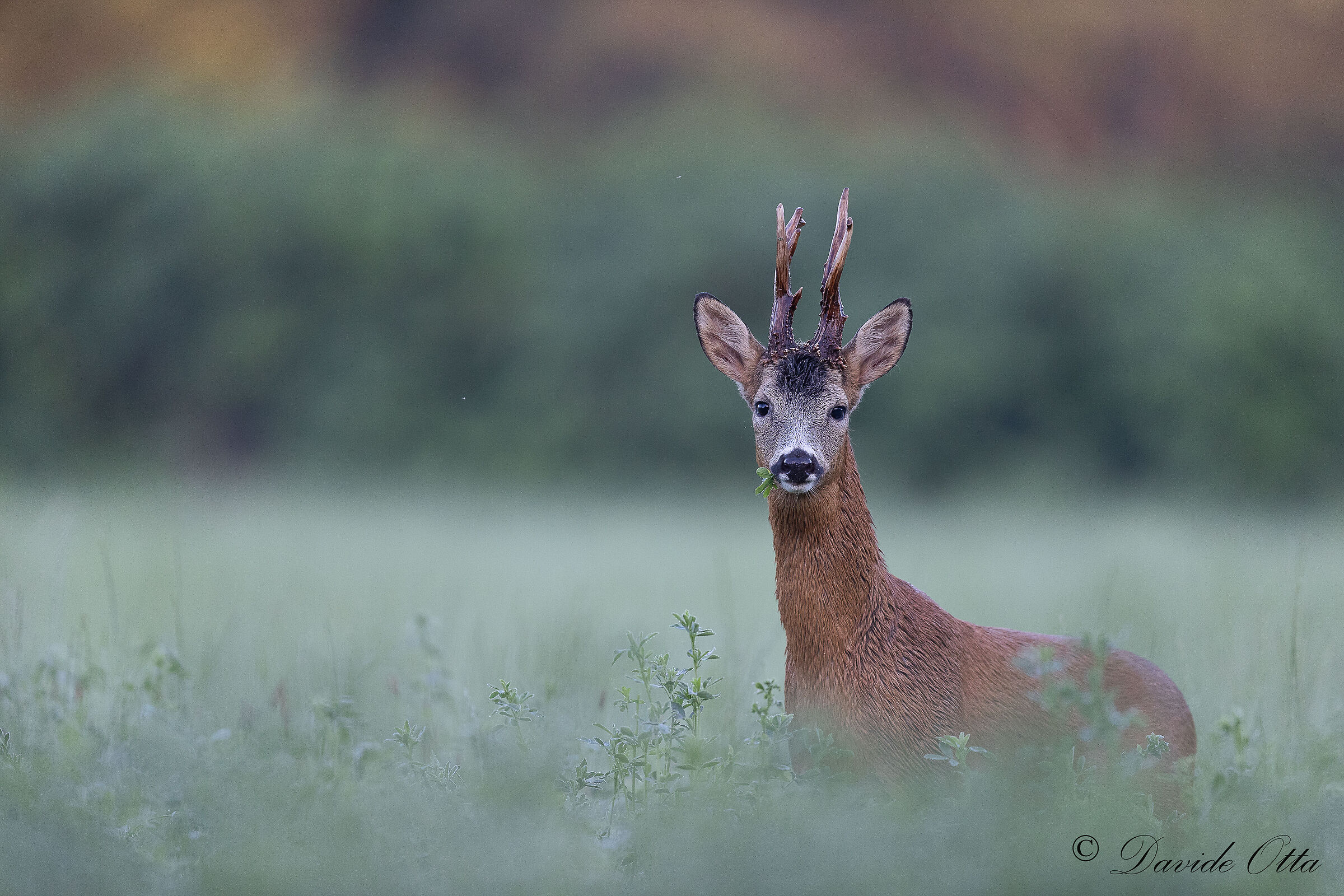 Roebuck