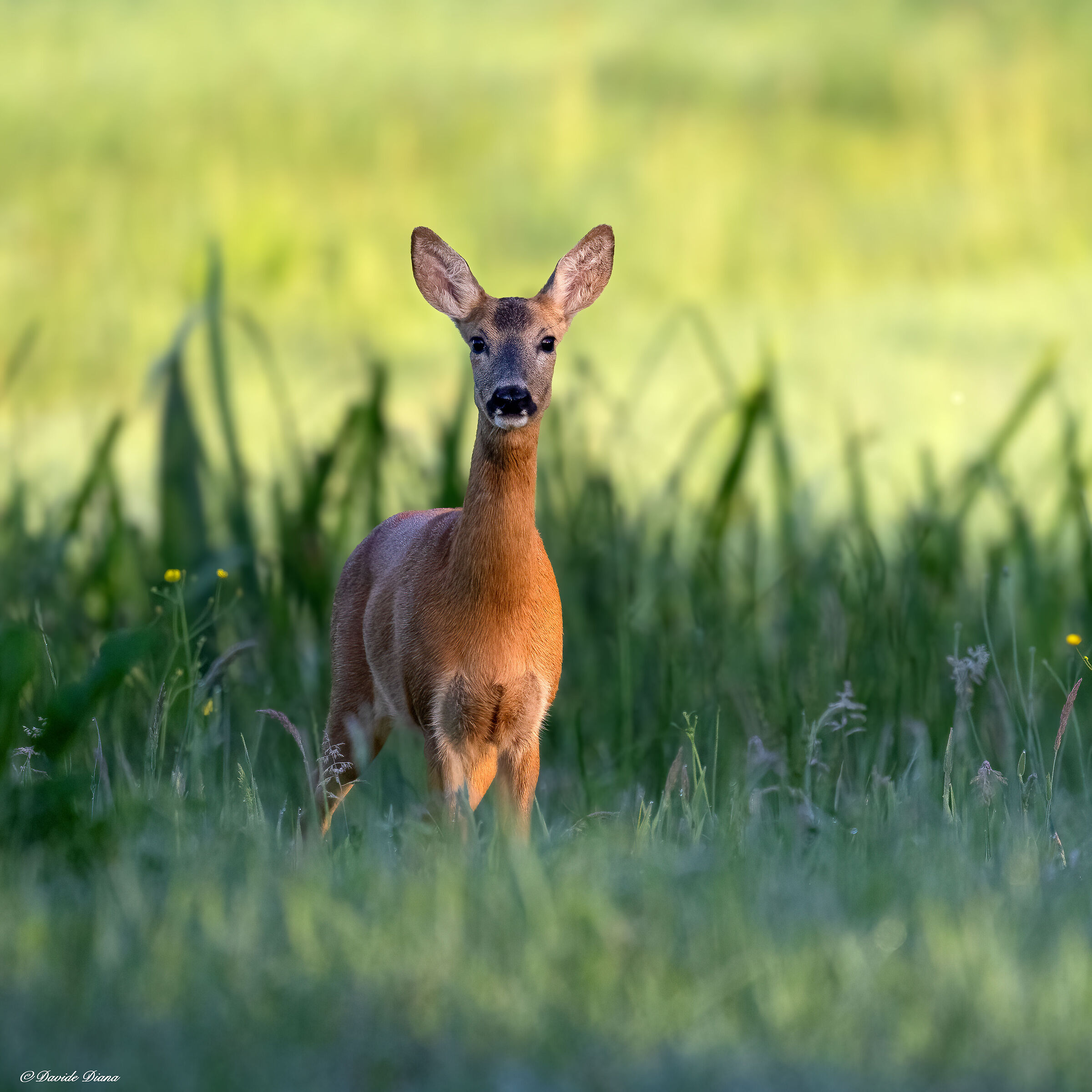 Roe deer