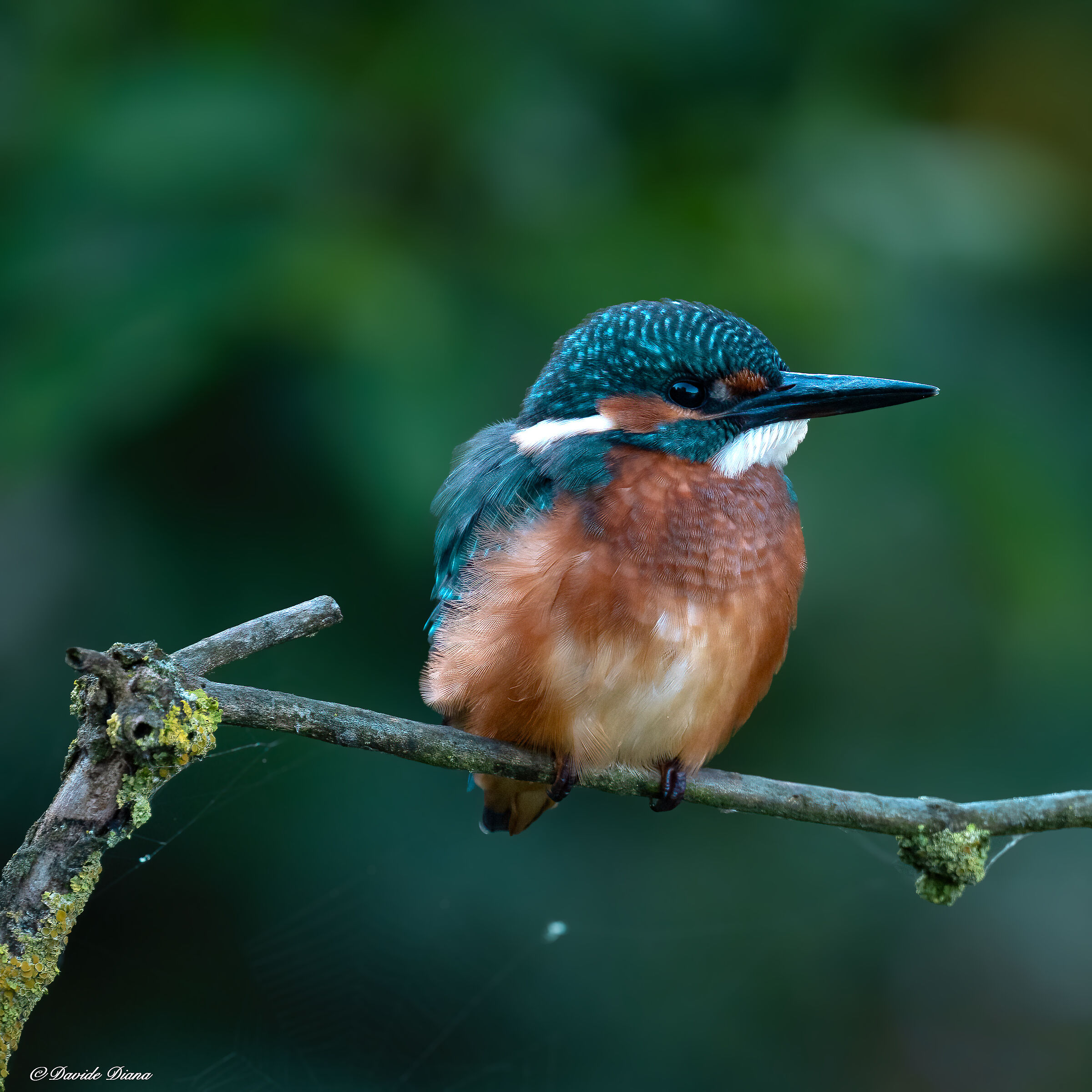 Martin Pescatore - Kingfisher