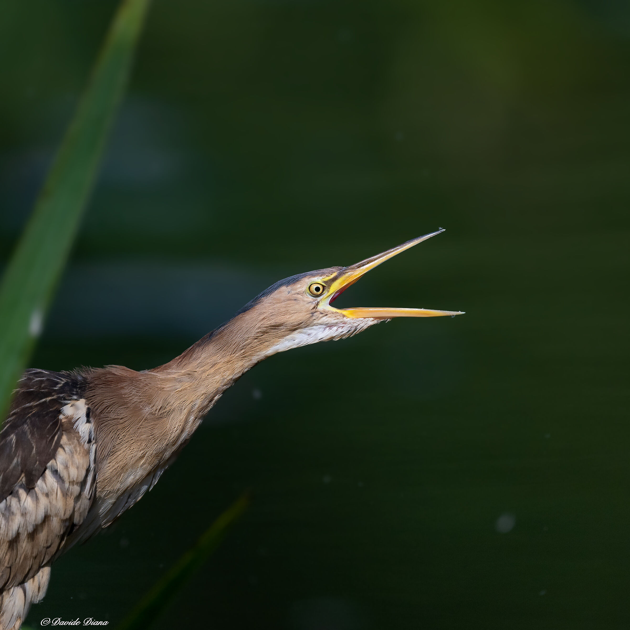 Little bittern