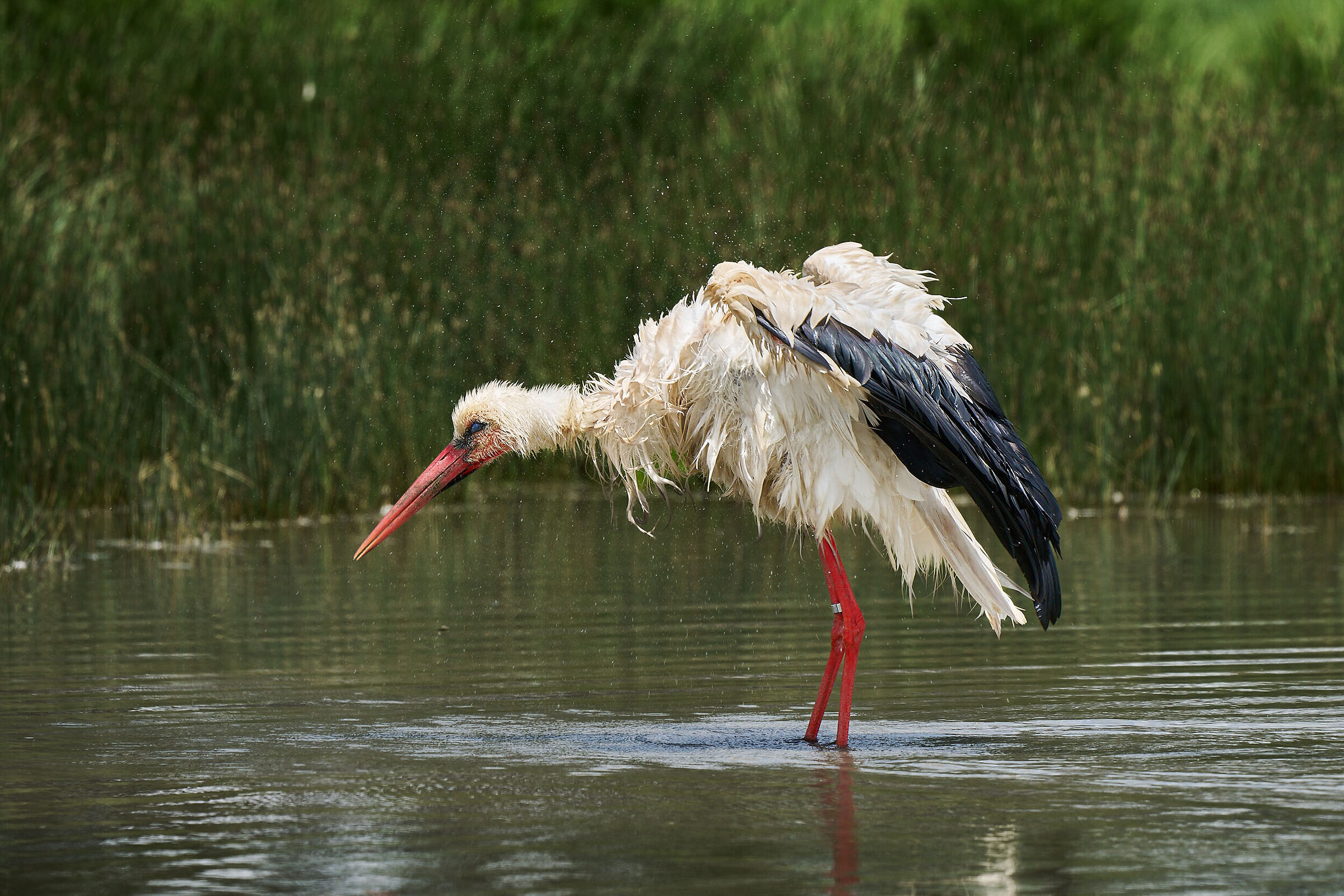Stork in déshabillé