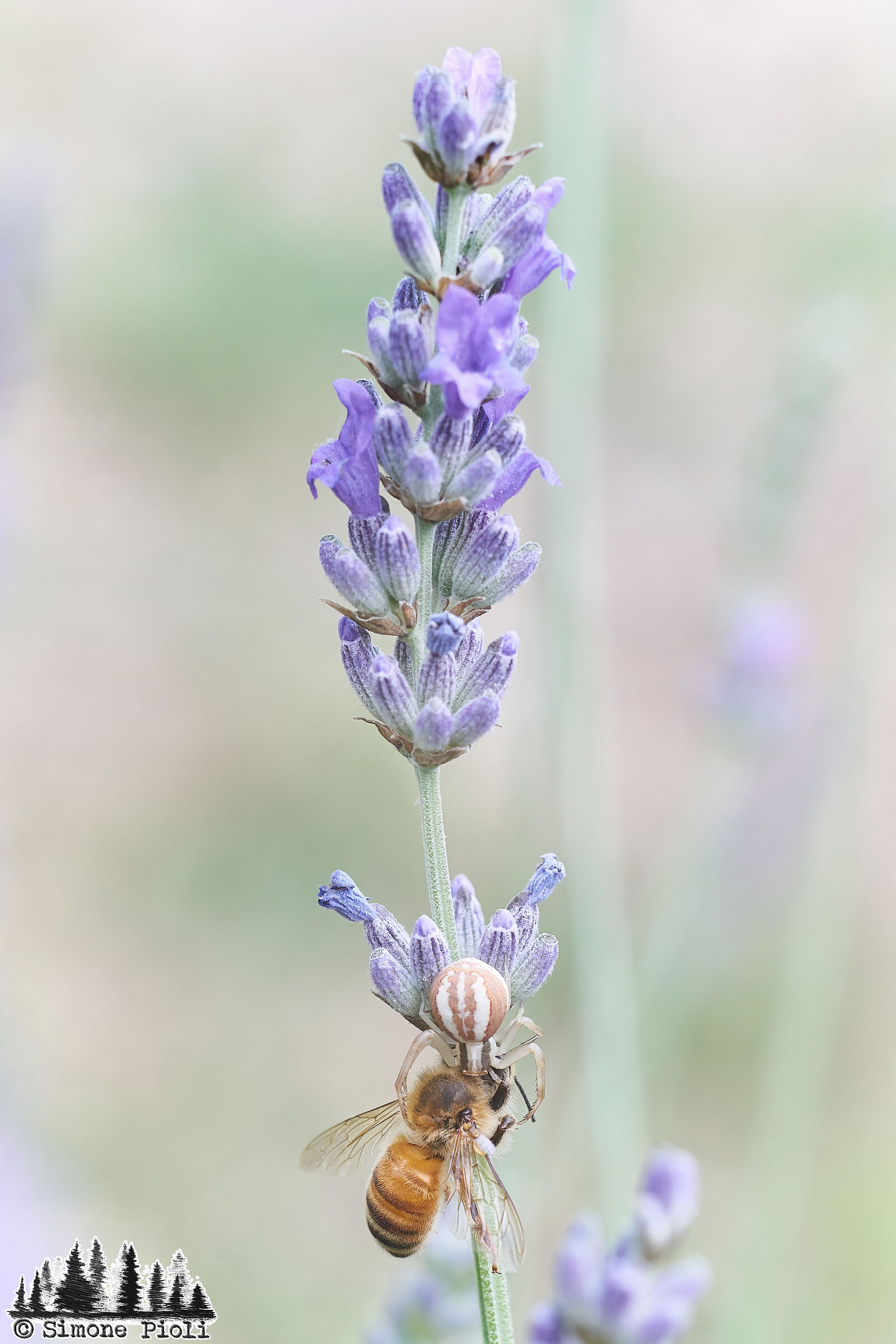 Il bacio della Morte