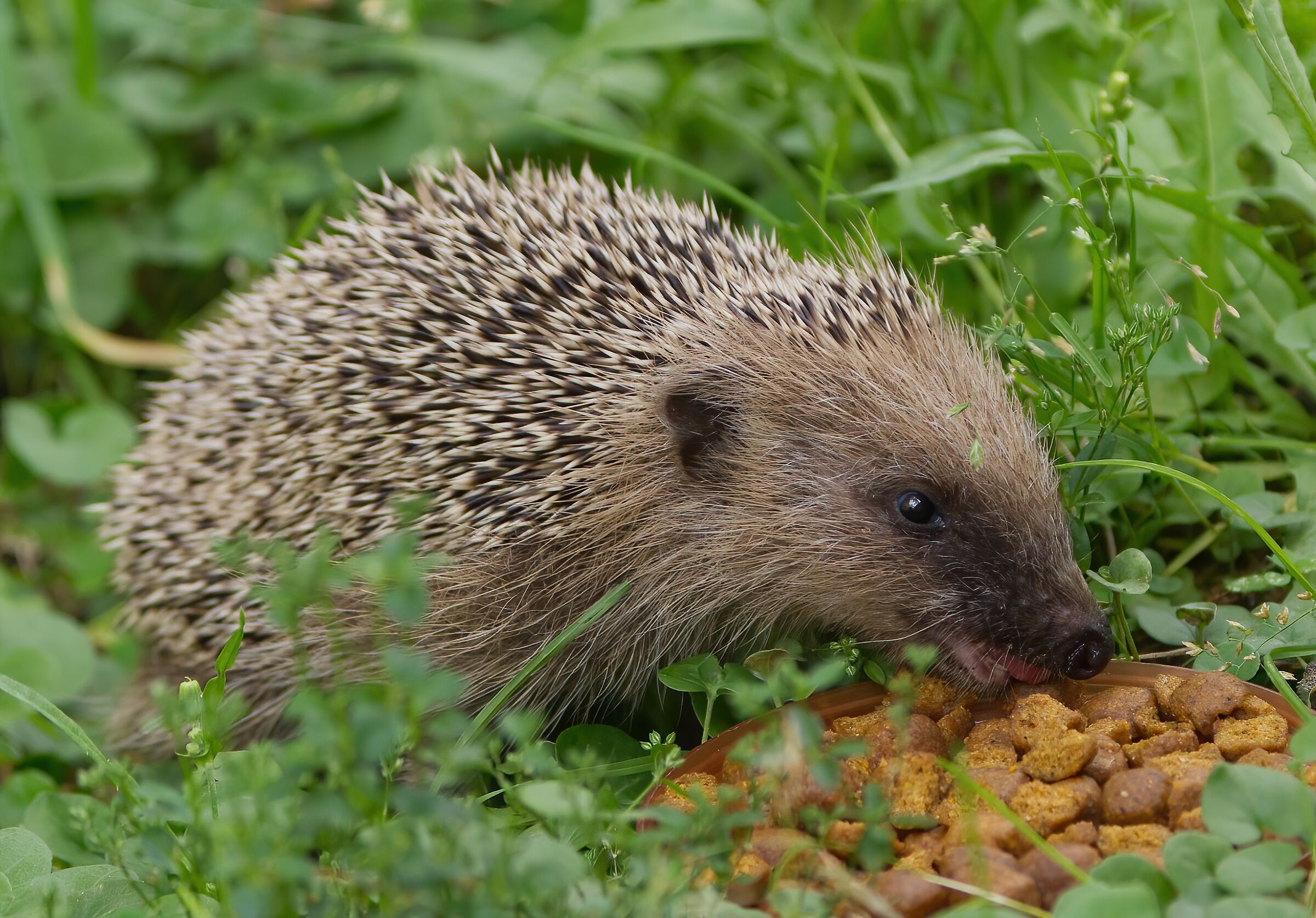 The new.tenant of my backyard