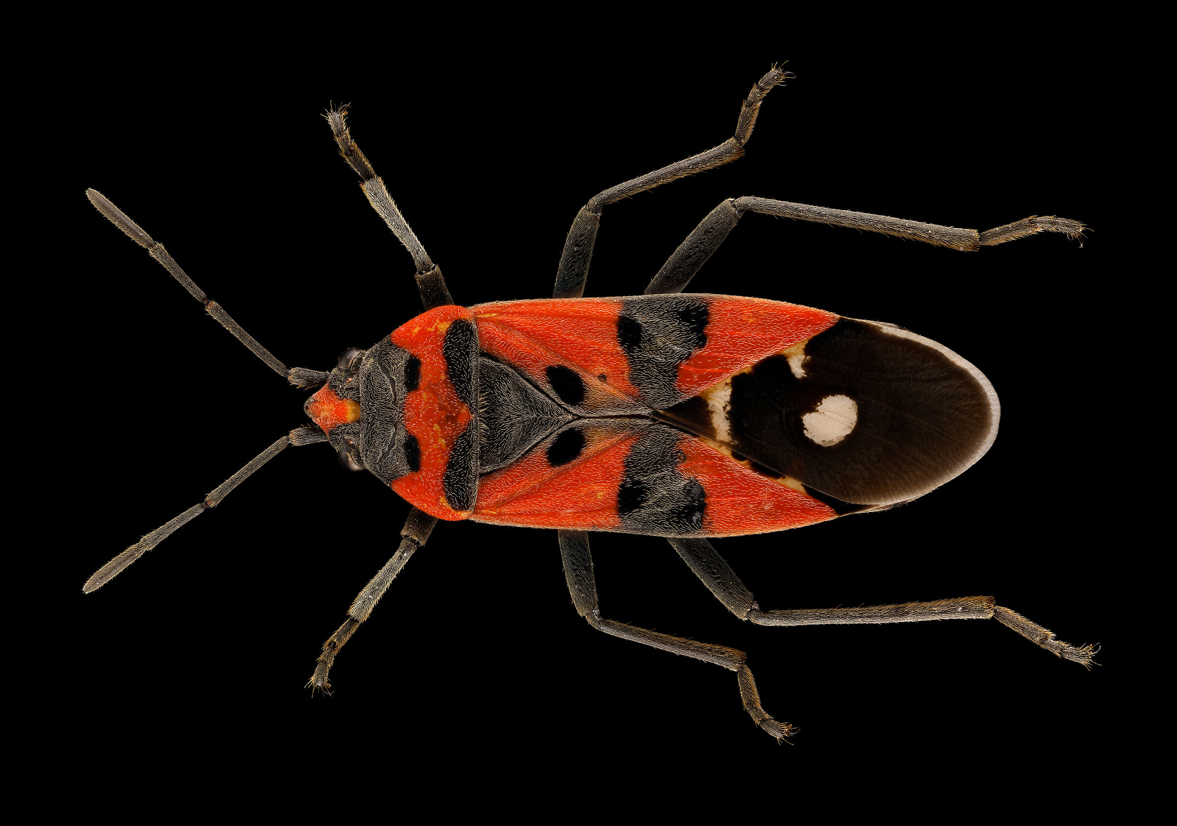 lygaeus equestris