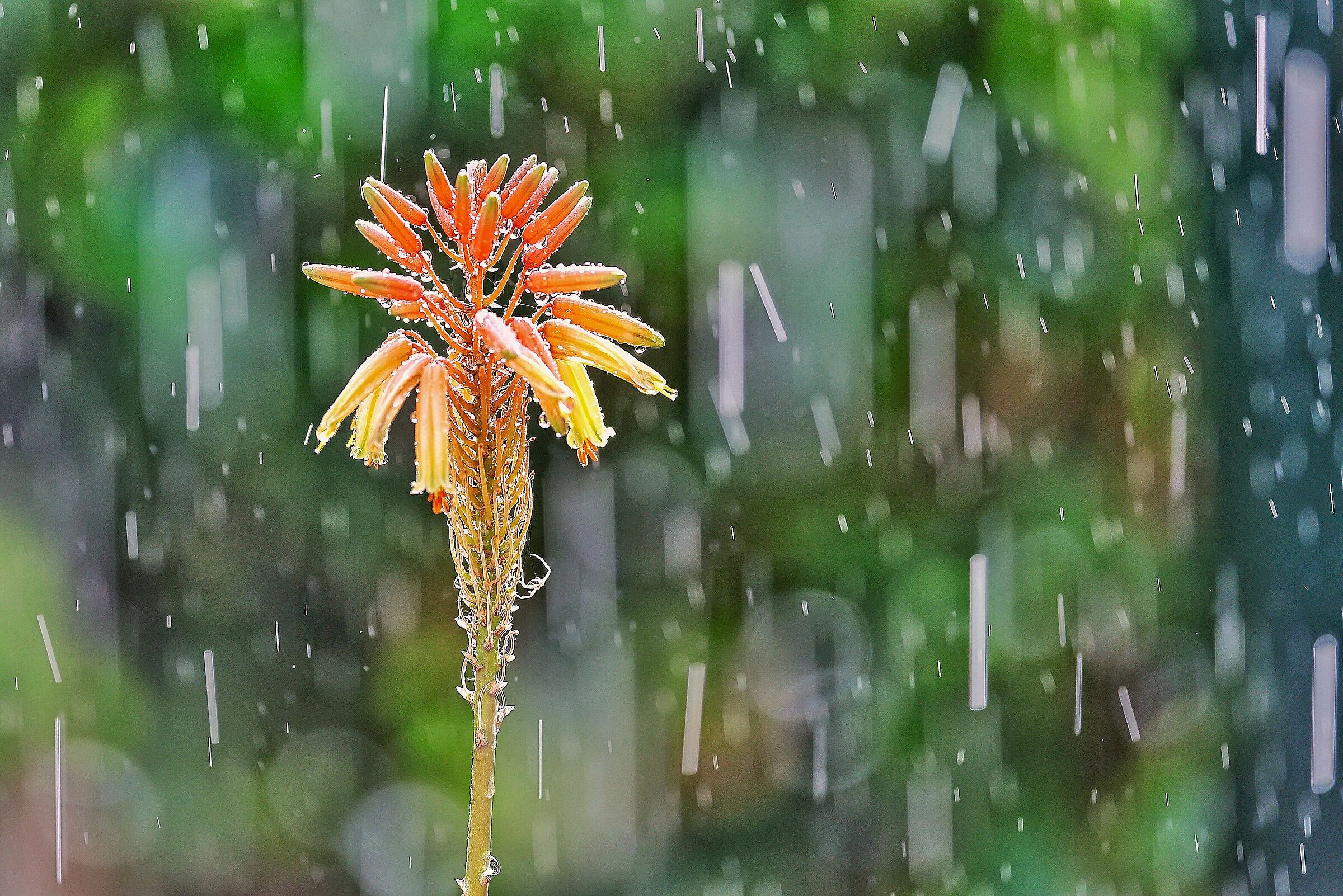 Aloe vera