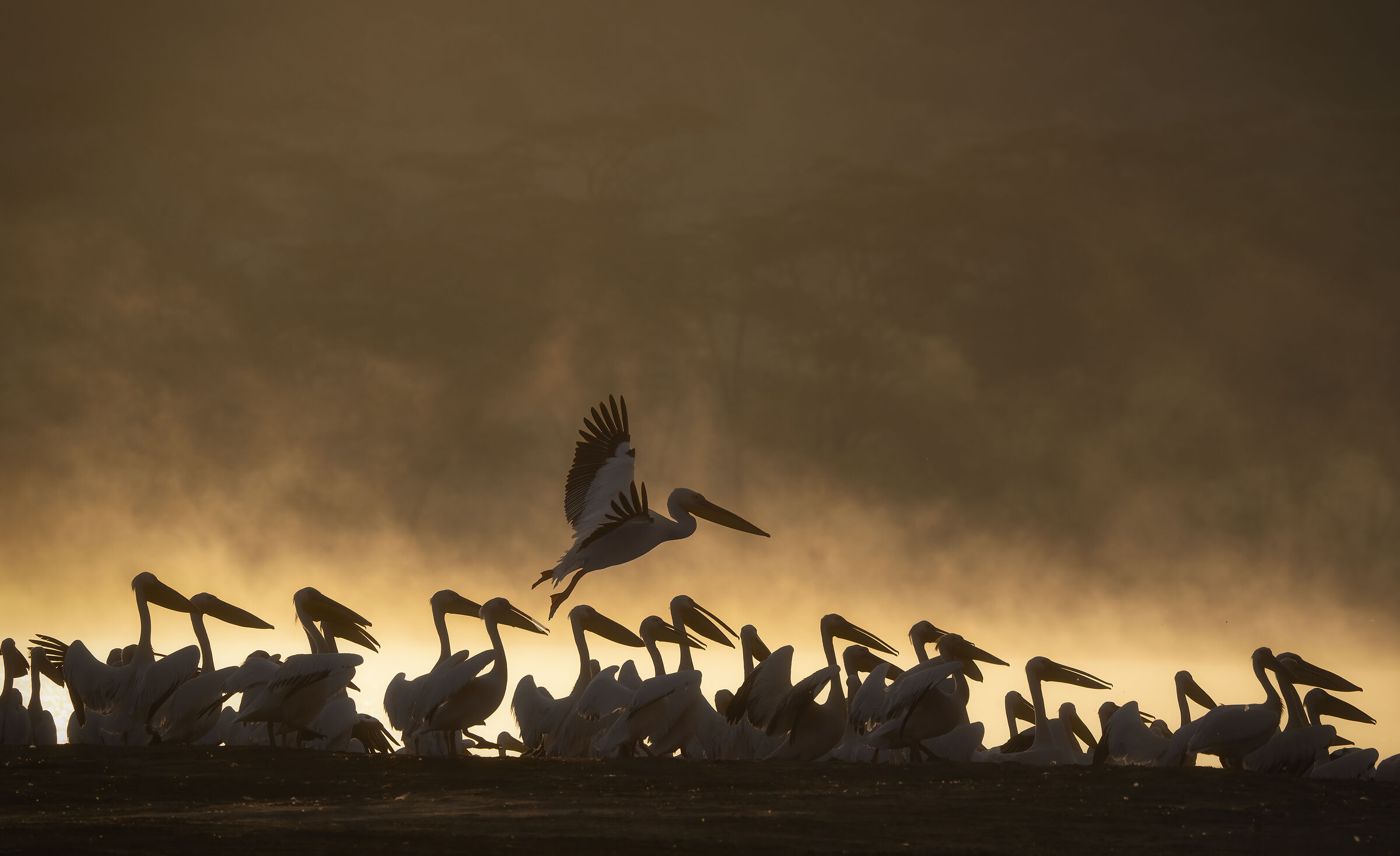 Pelicans