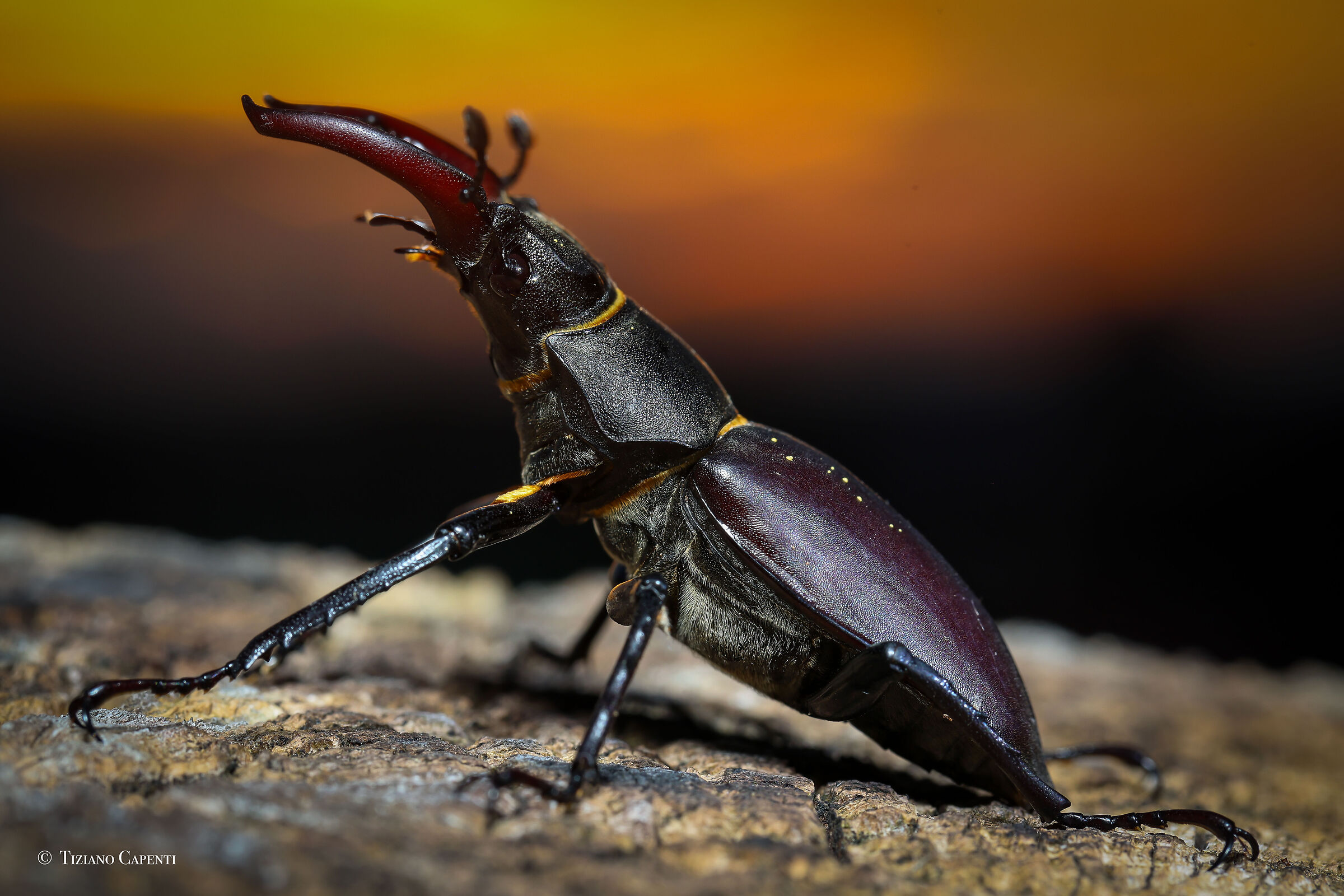 Male stag beetle at sunset