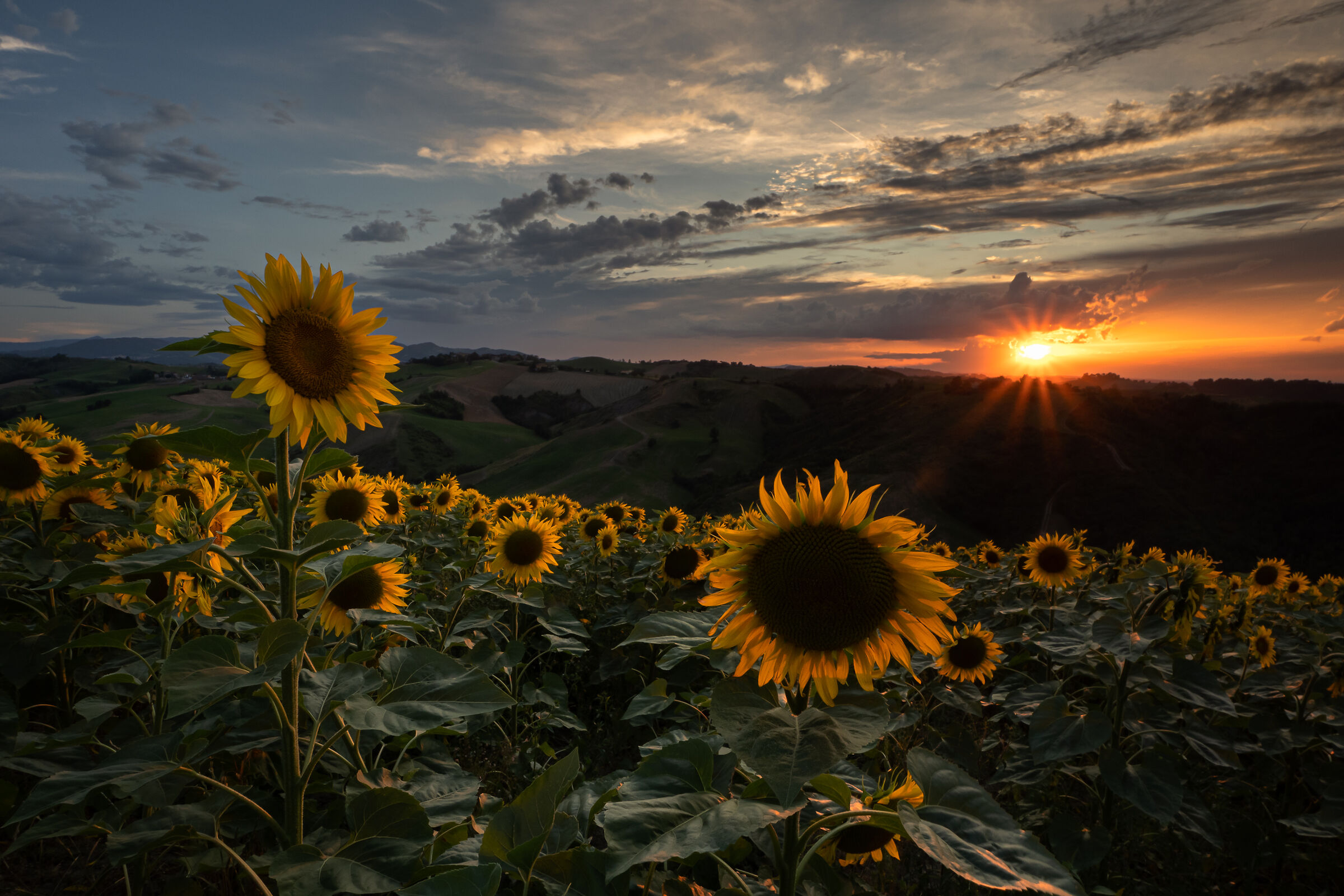 Sunflower Time