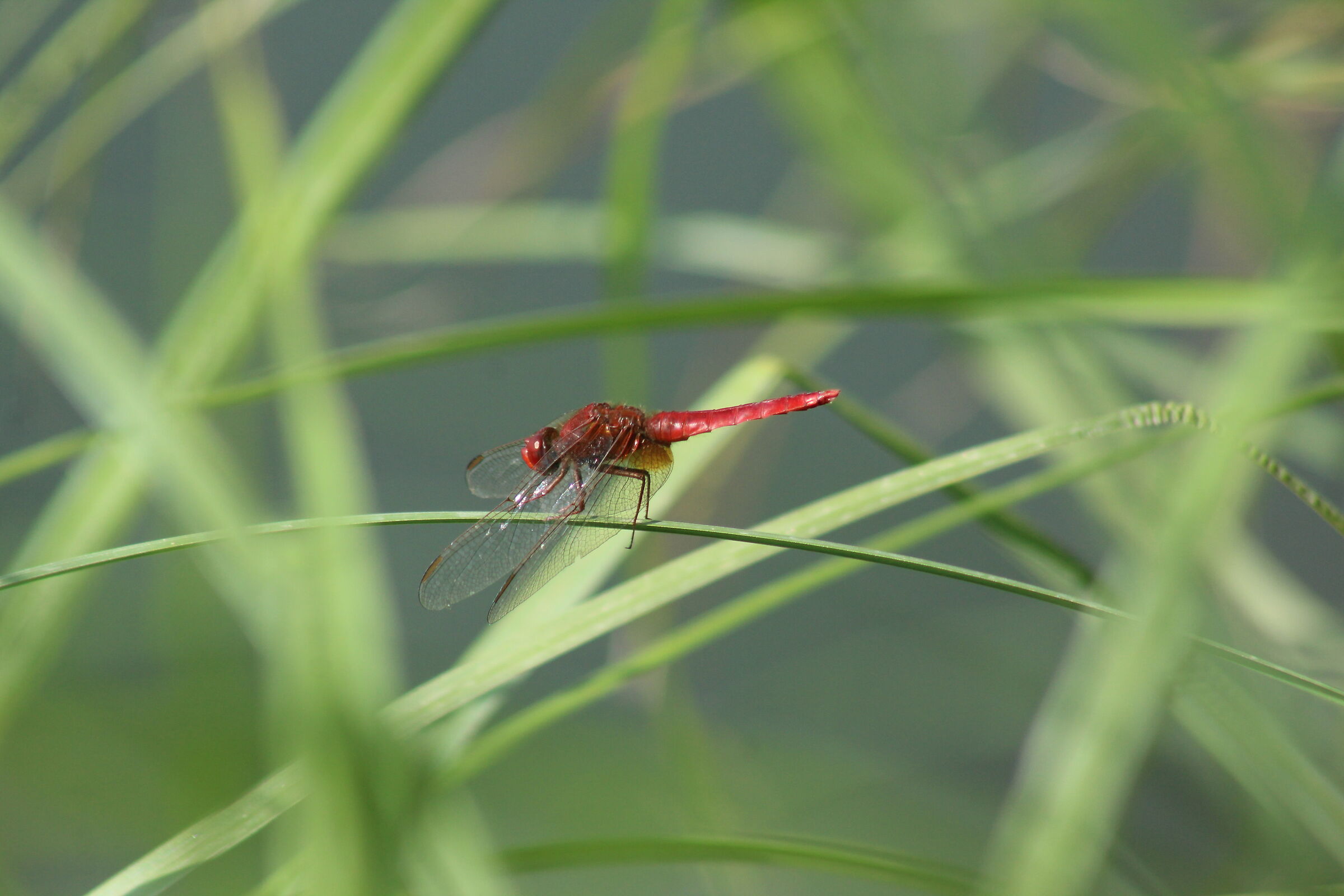 libellula rossa