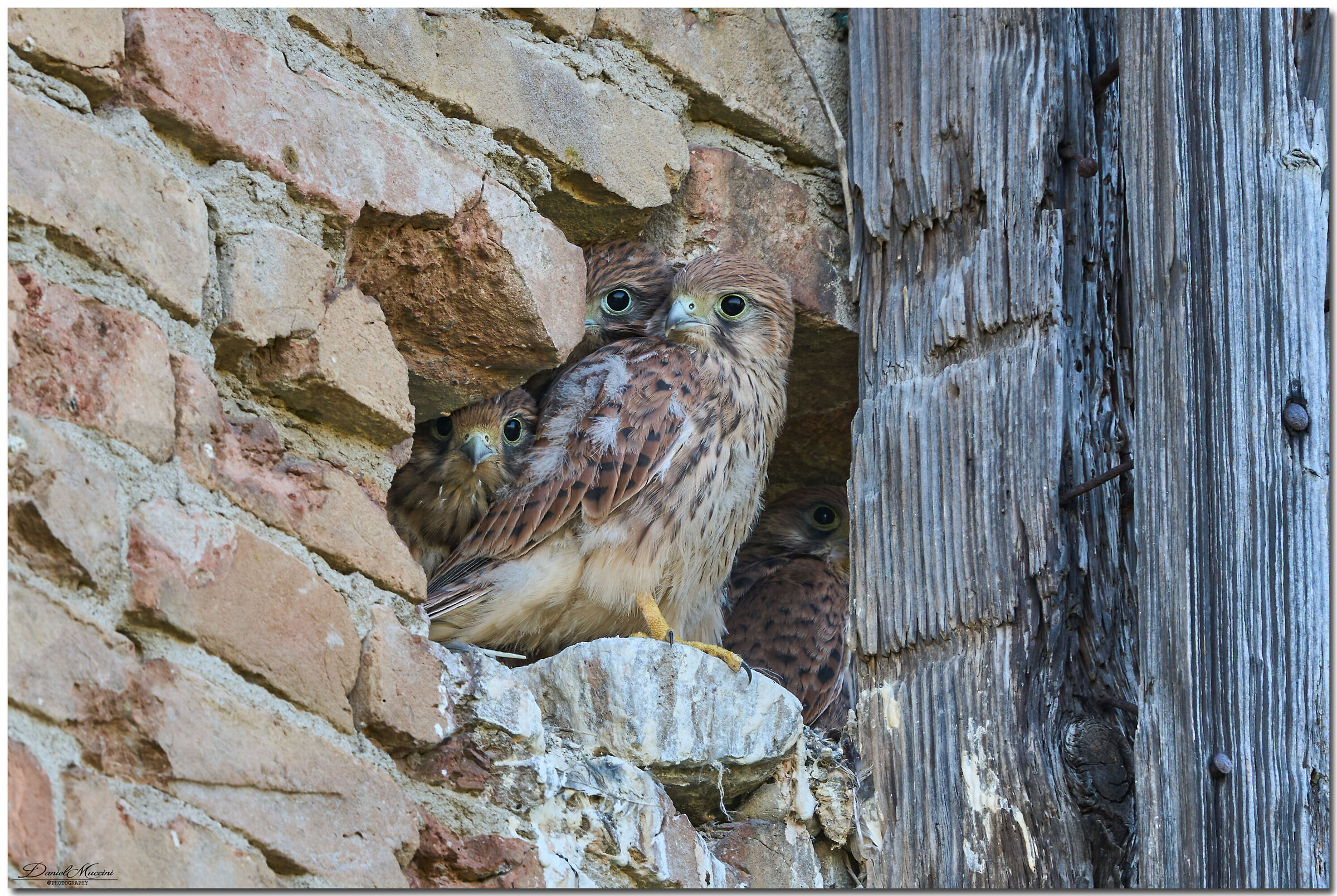 Young kestrels