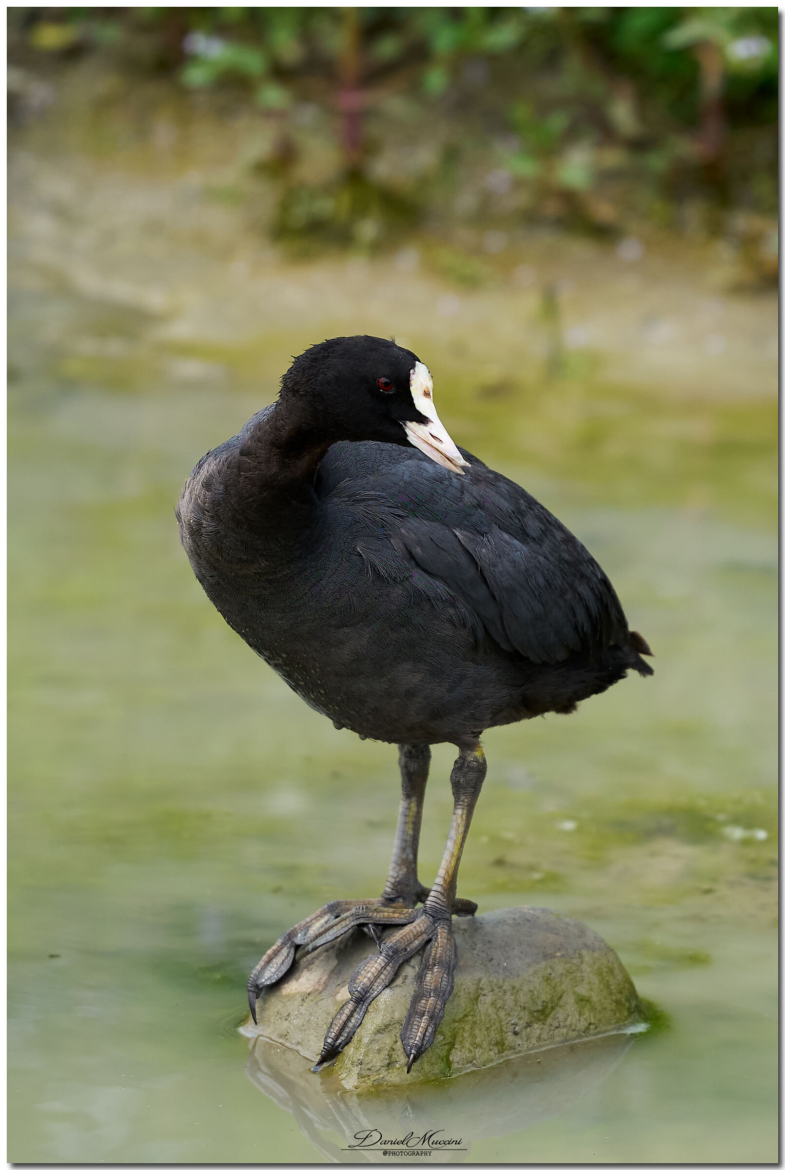 Coot