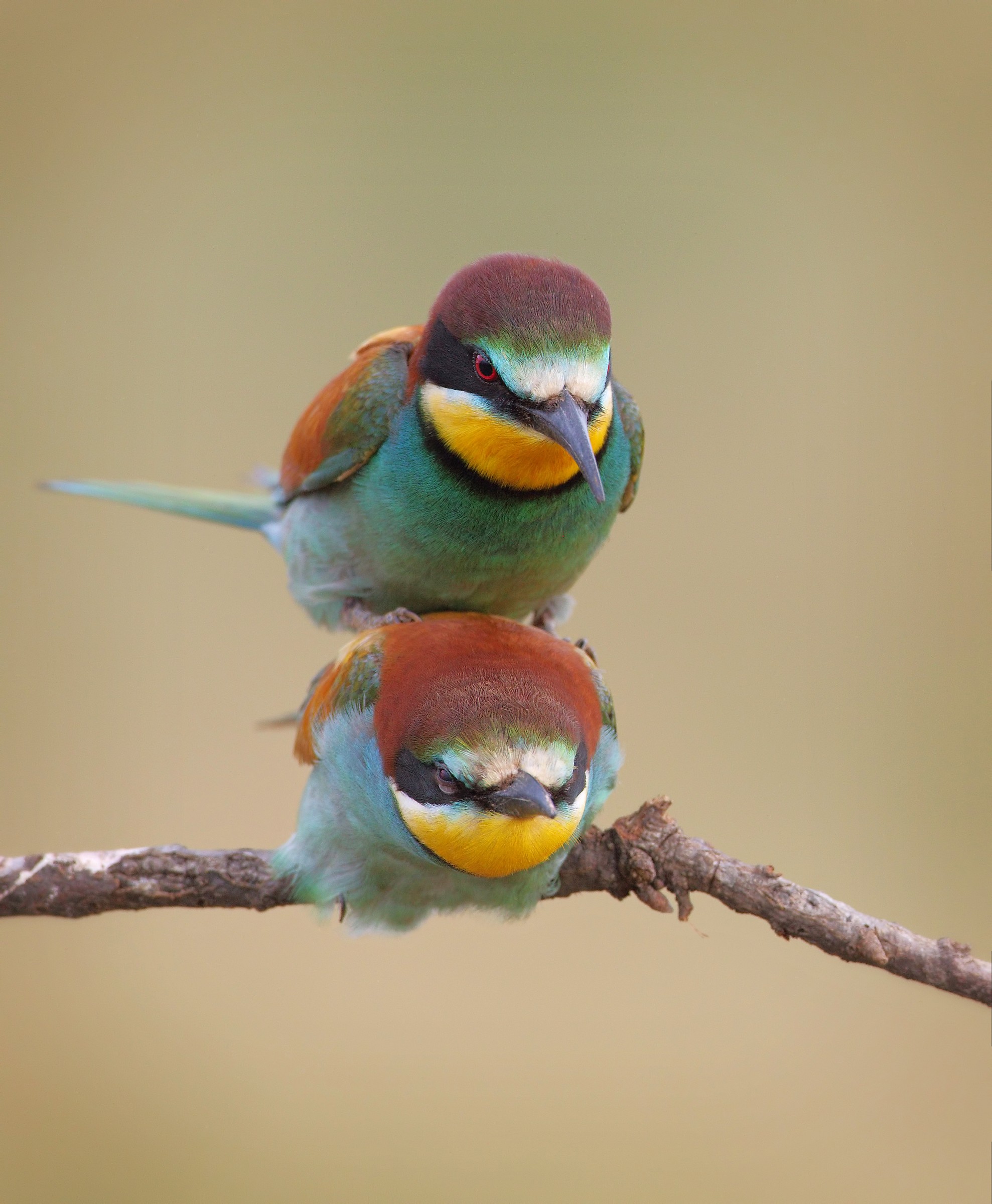 Second floor (bee-eaters)