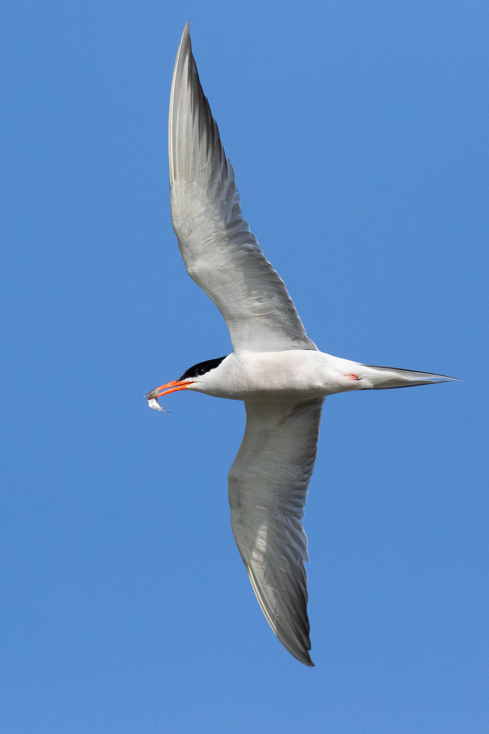 Common Tern (Sterna hirundo)