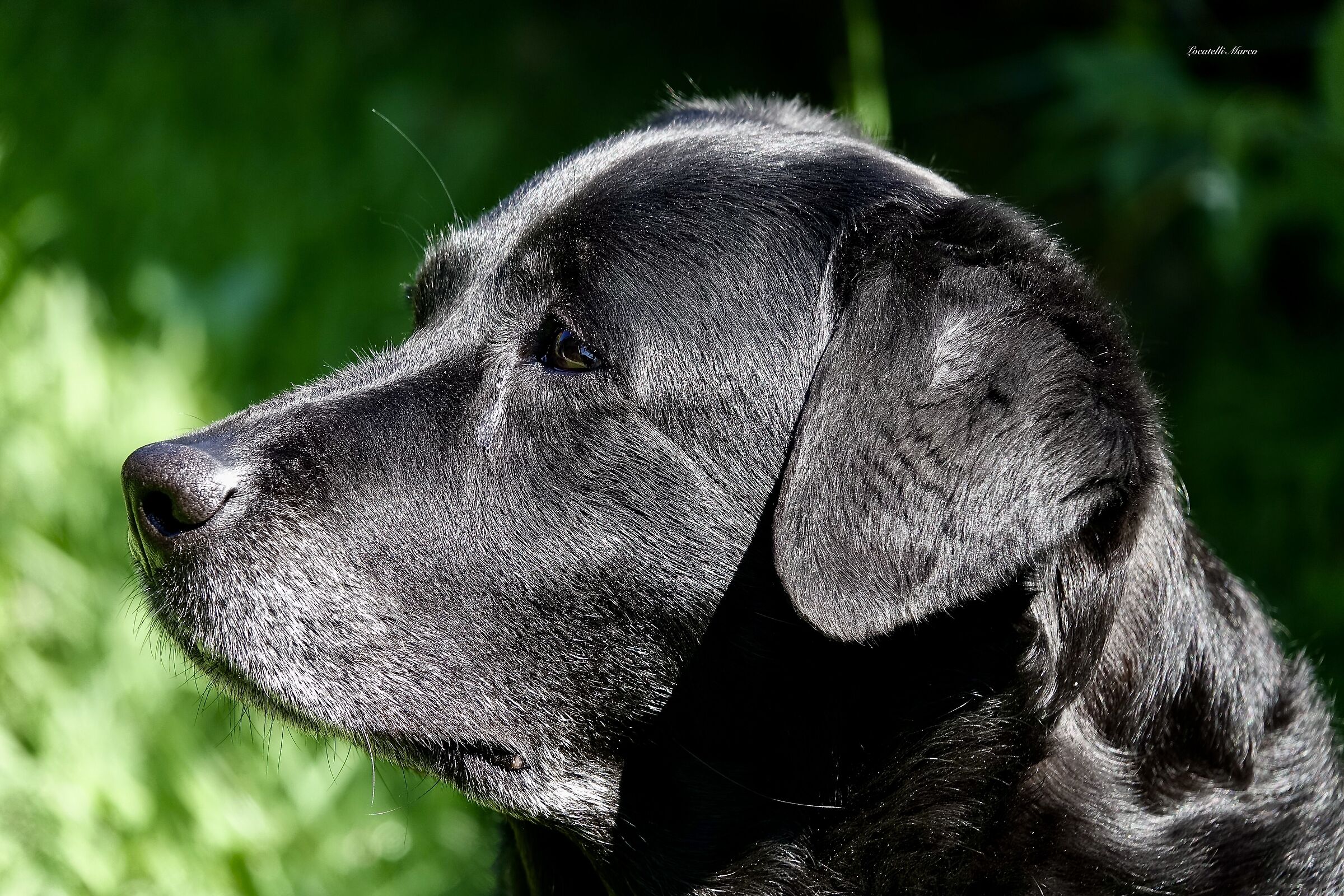 Labrador