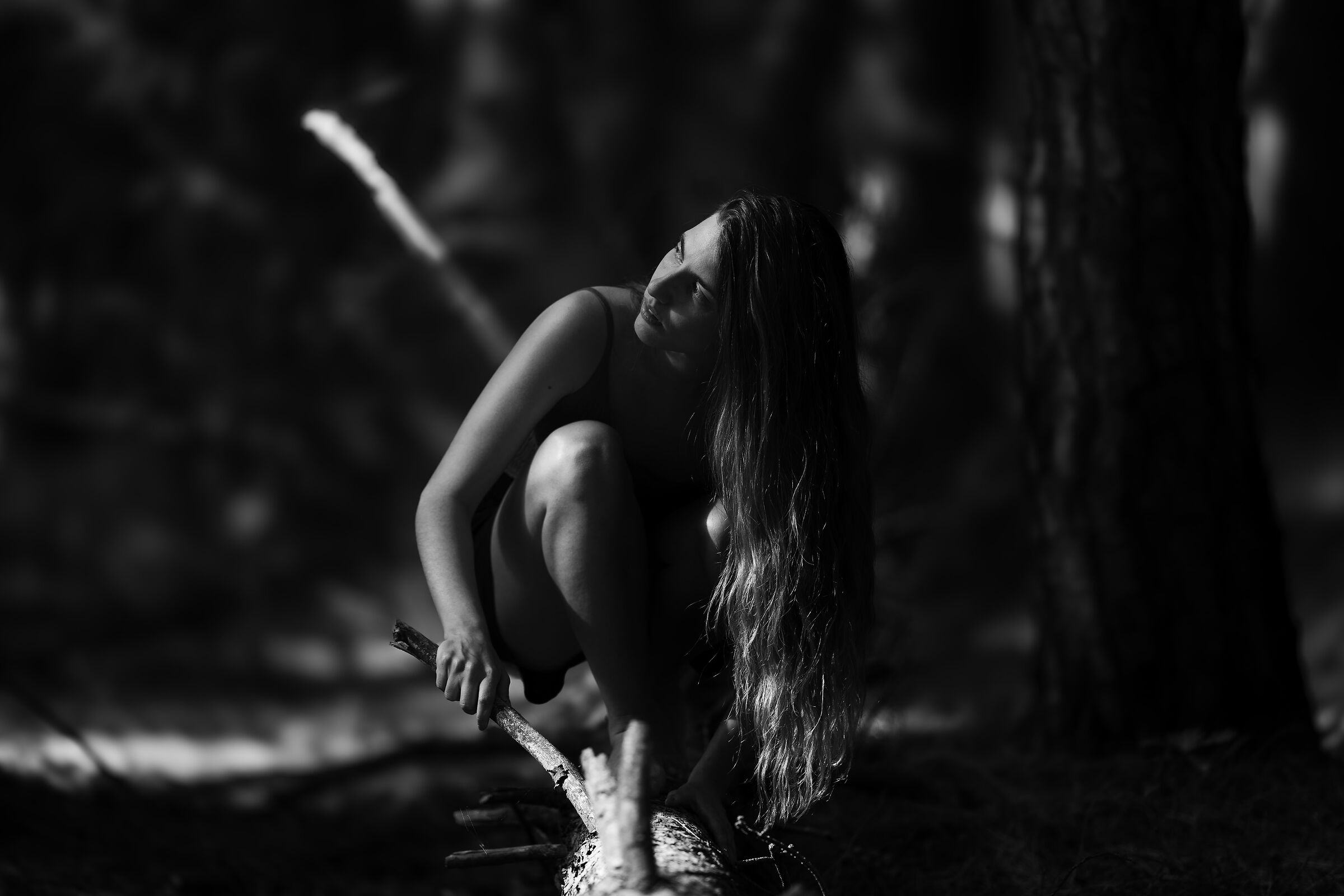 Chiaroscuro in the woods