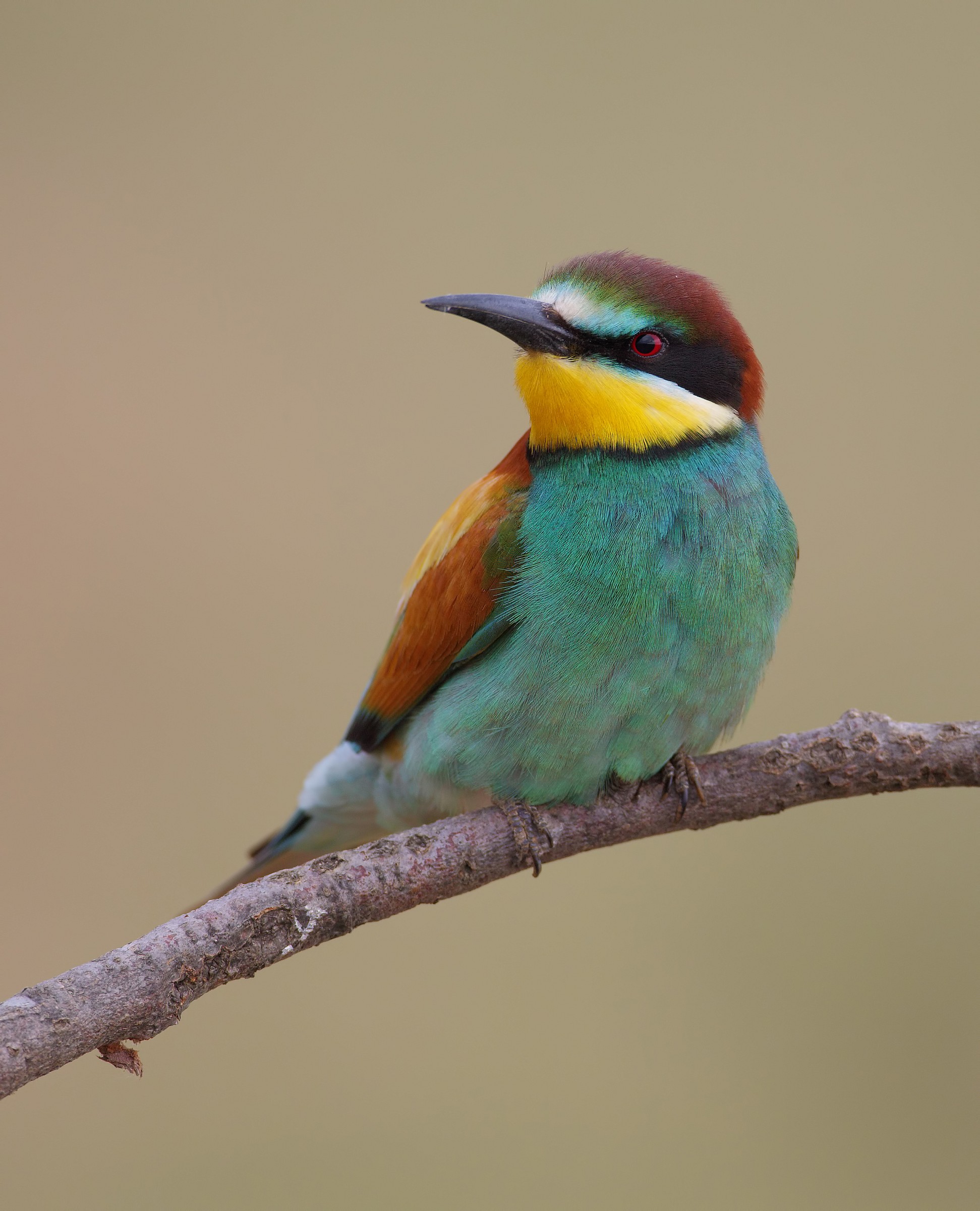 In posa ( gruccione )