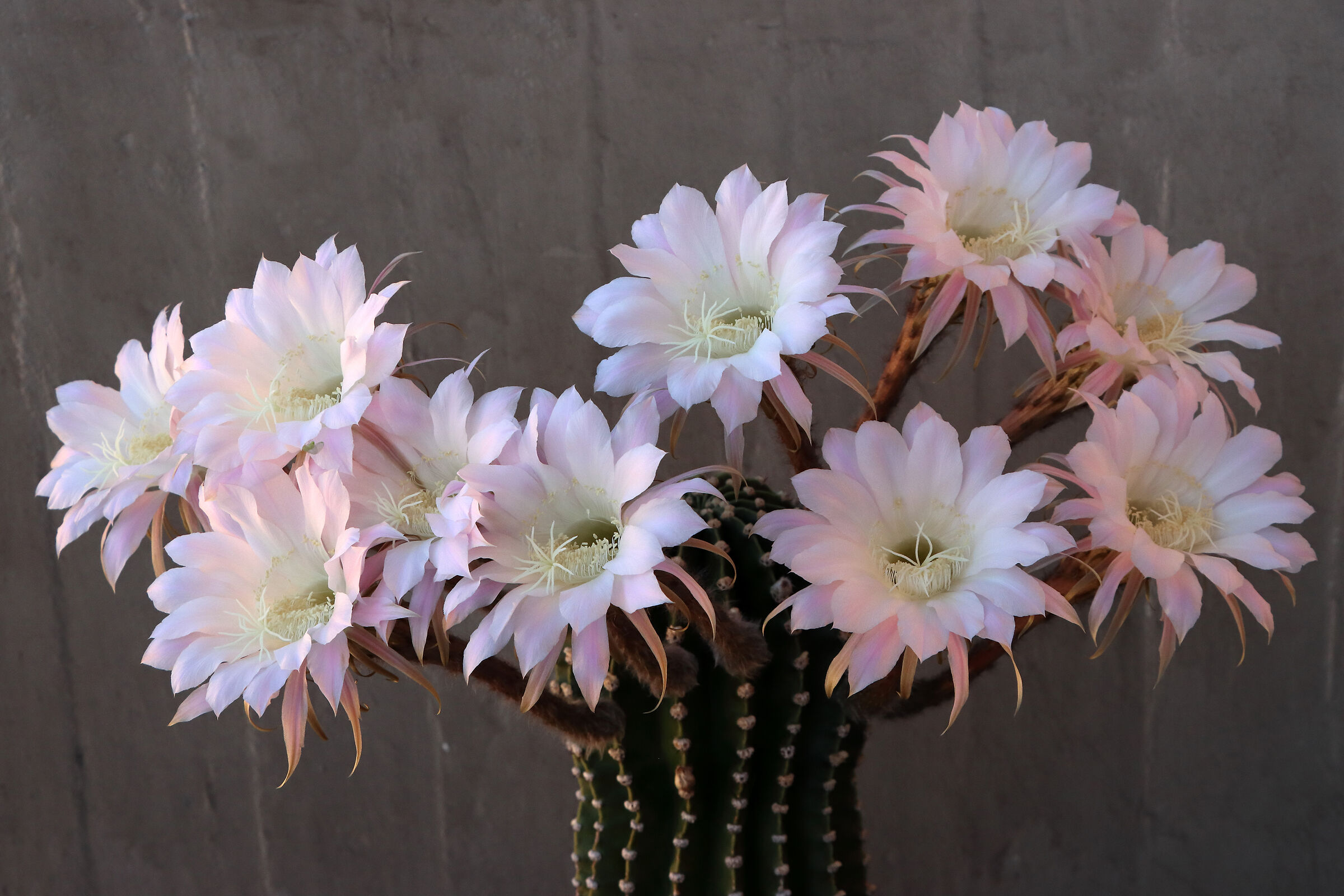 Ten Cactus Flowers