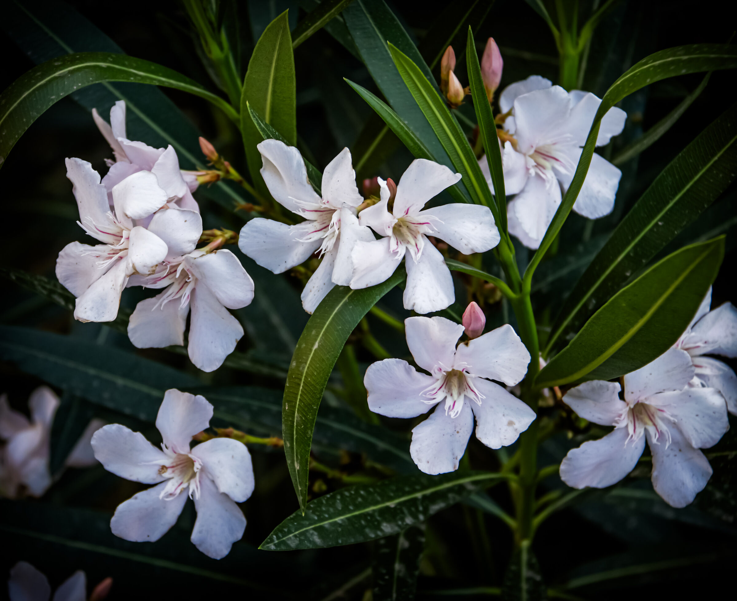 White Oleander
