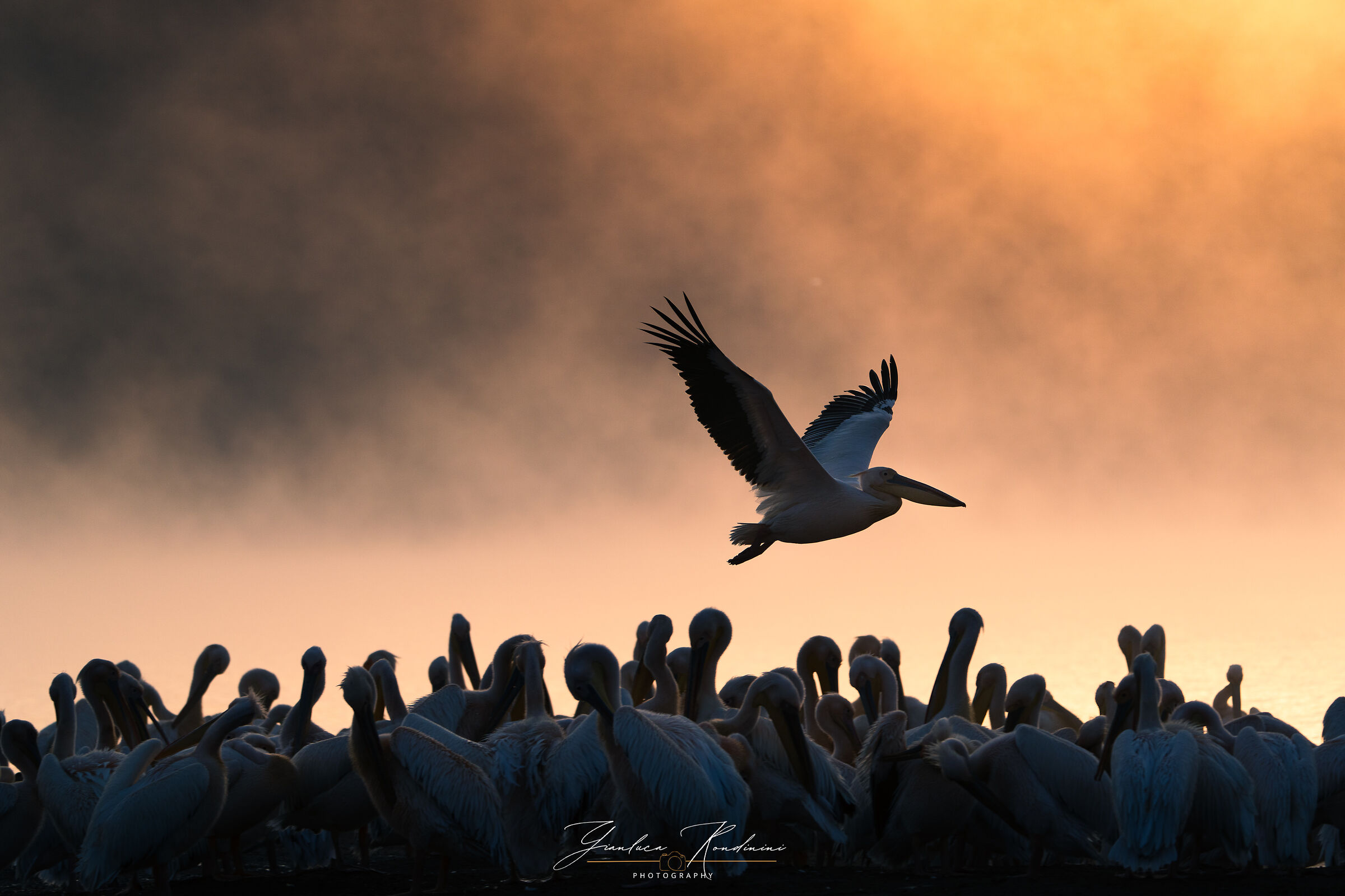 Pellicani al Nakuru, in attesa dei fenicotteri