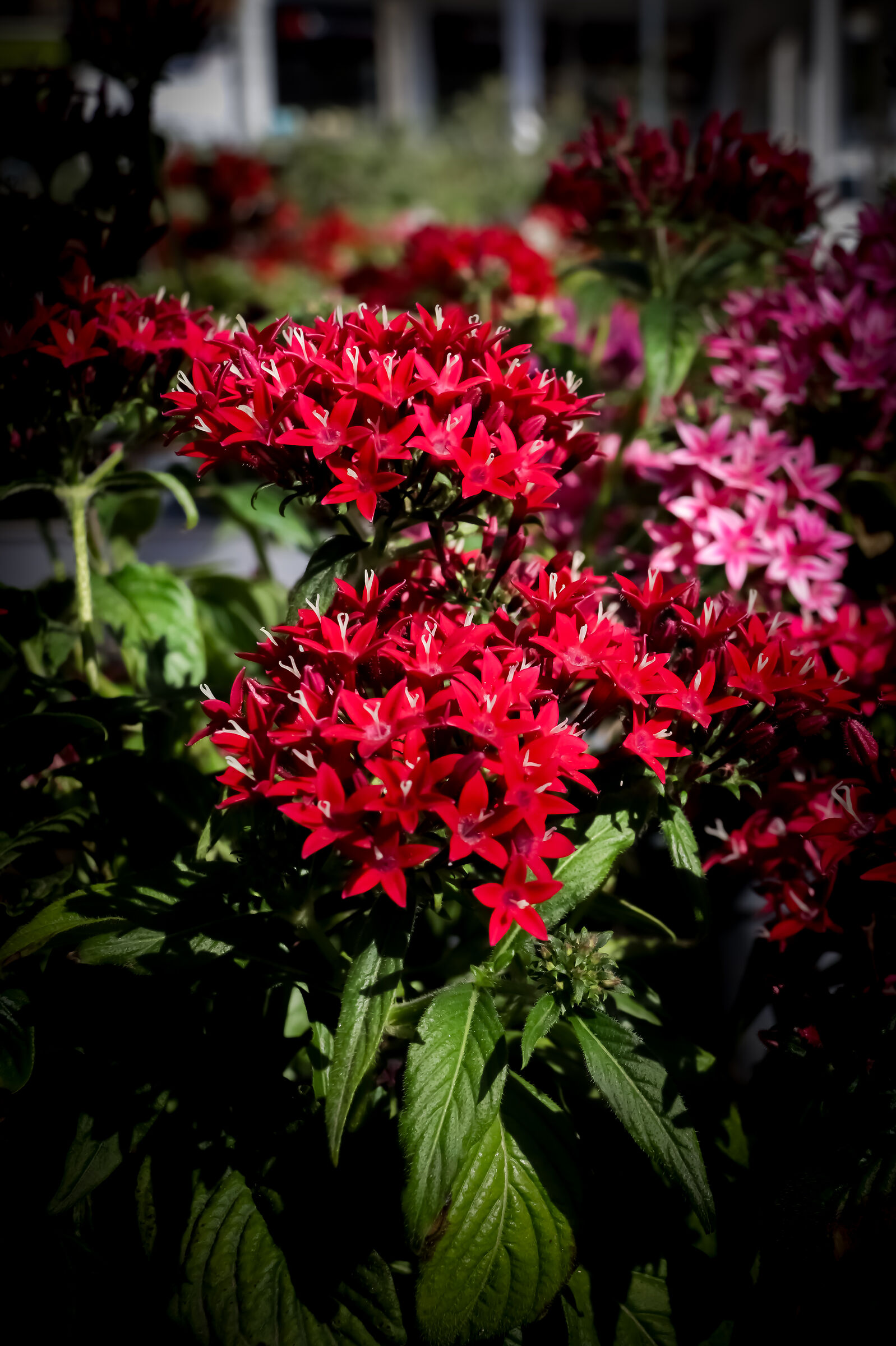 Pentas lanceolata