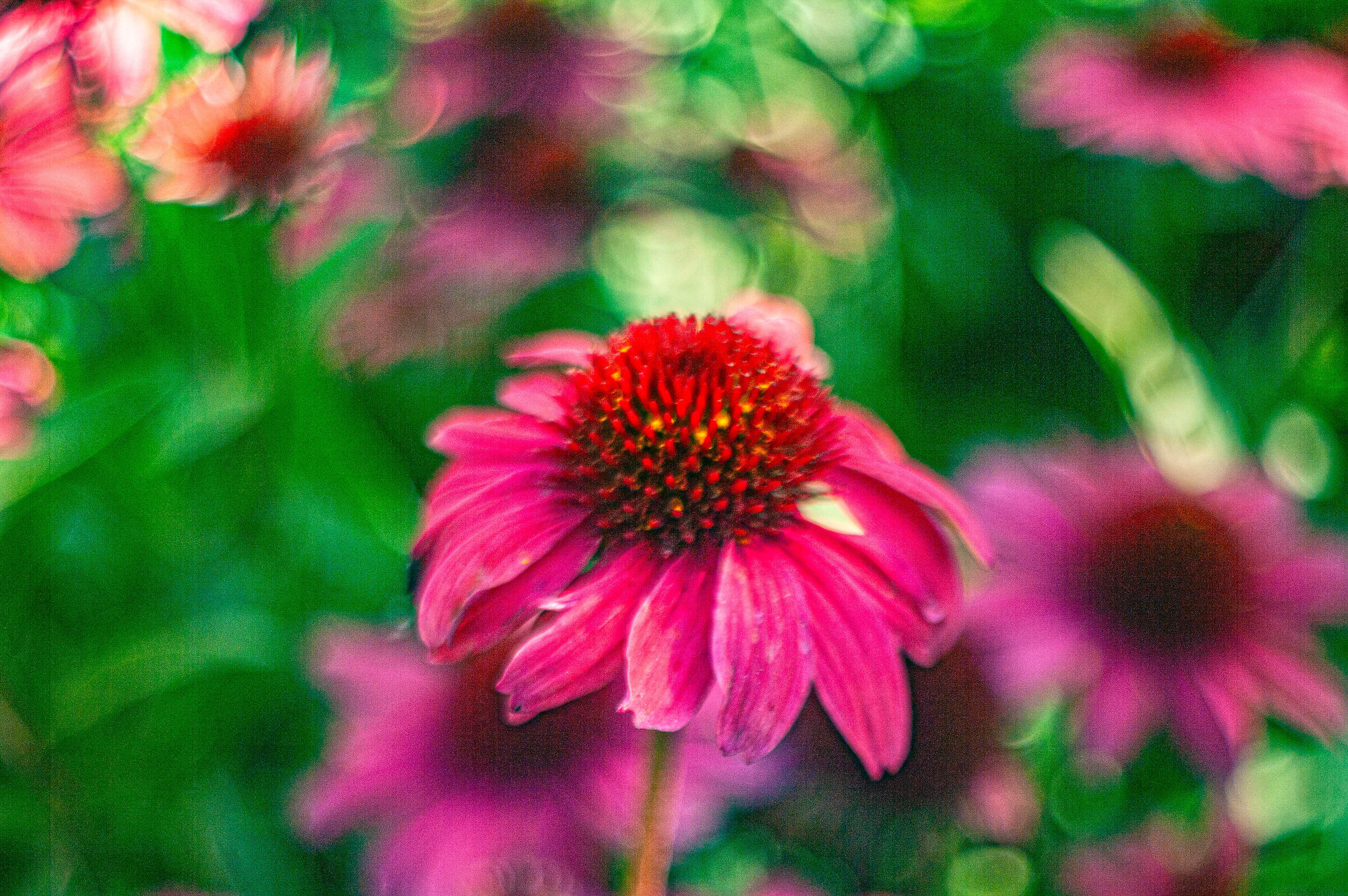 Echinacea purpurea