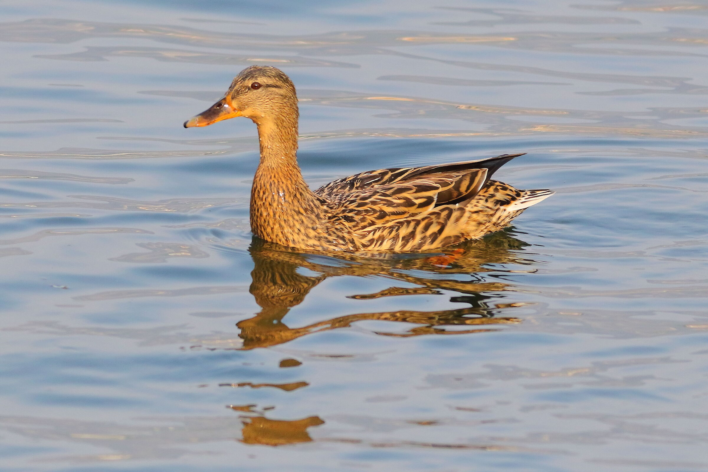 Germano R F 22 marzo 2024 - 7184