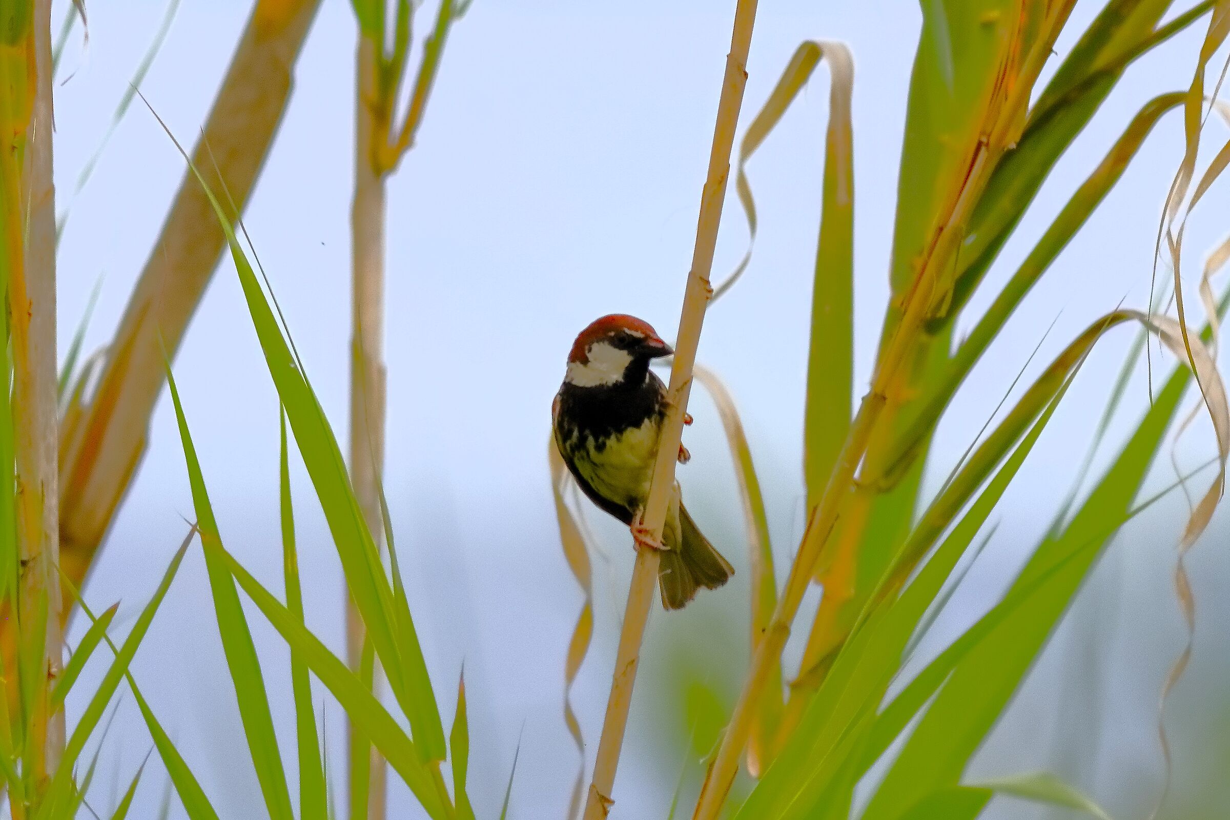 Passera sarda 16-06-2024 - 0180