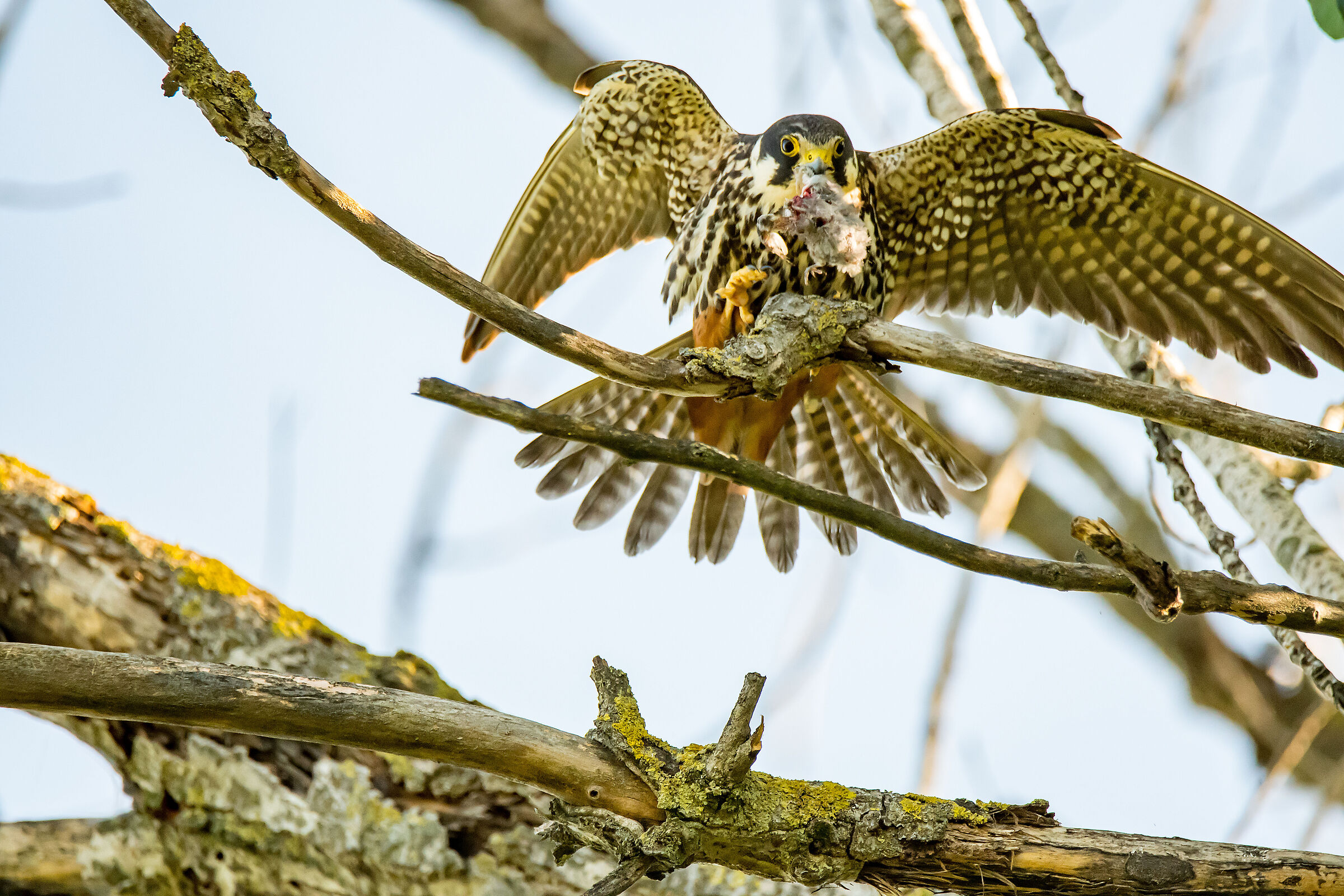 Hobby with prey
