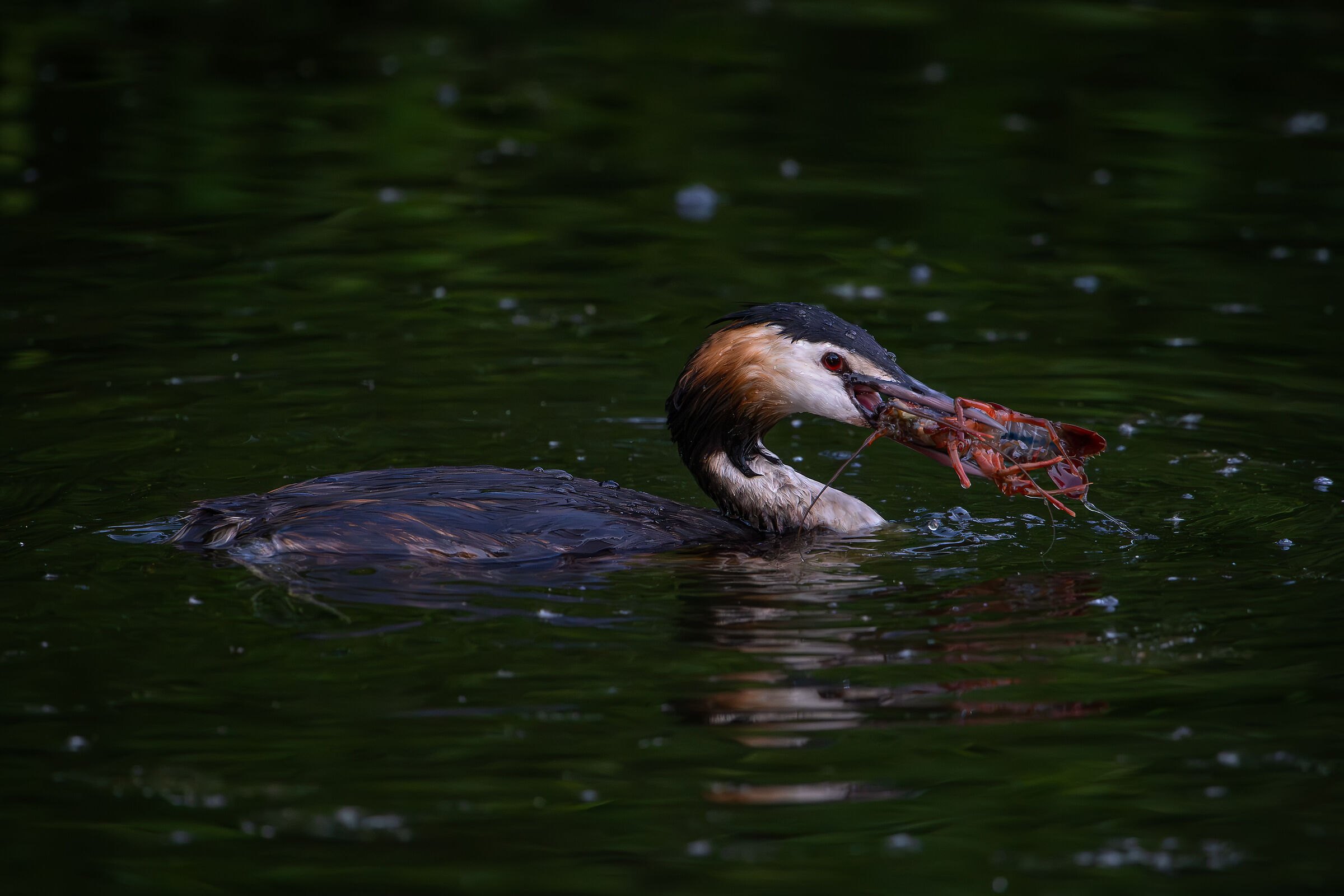 Grebe with prey
